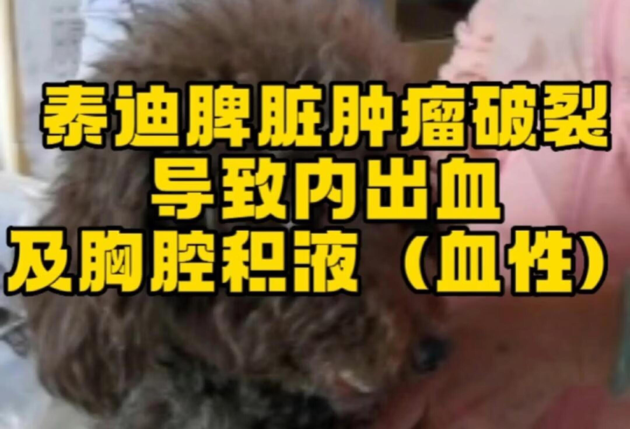 狗狗脾脏肿瘤破裂导致内出血及胸腔积液