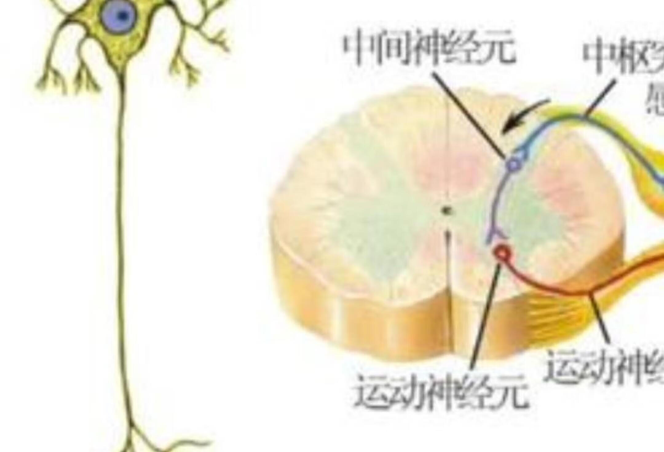 感觉神经元也称传入神经元