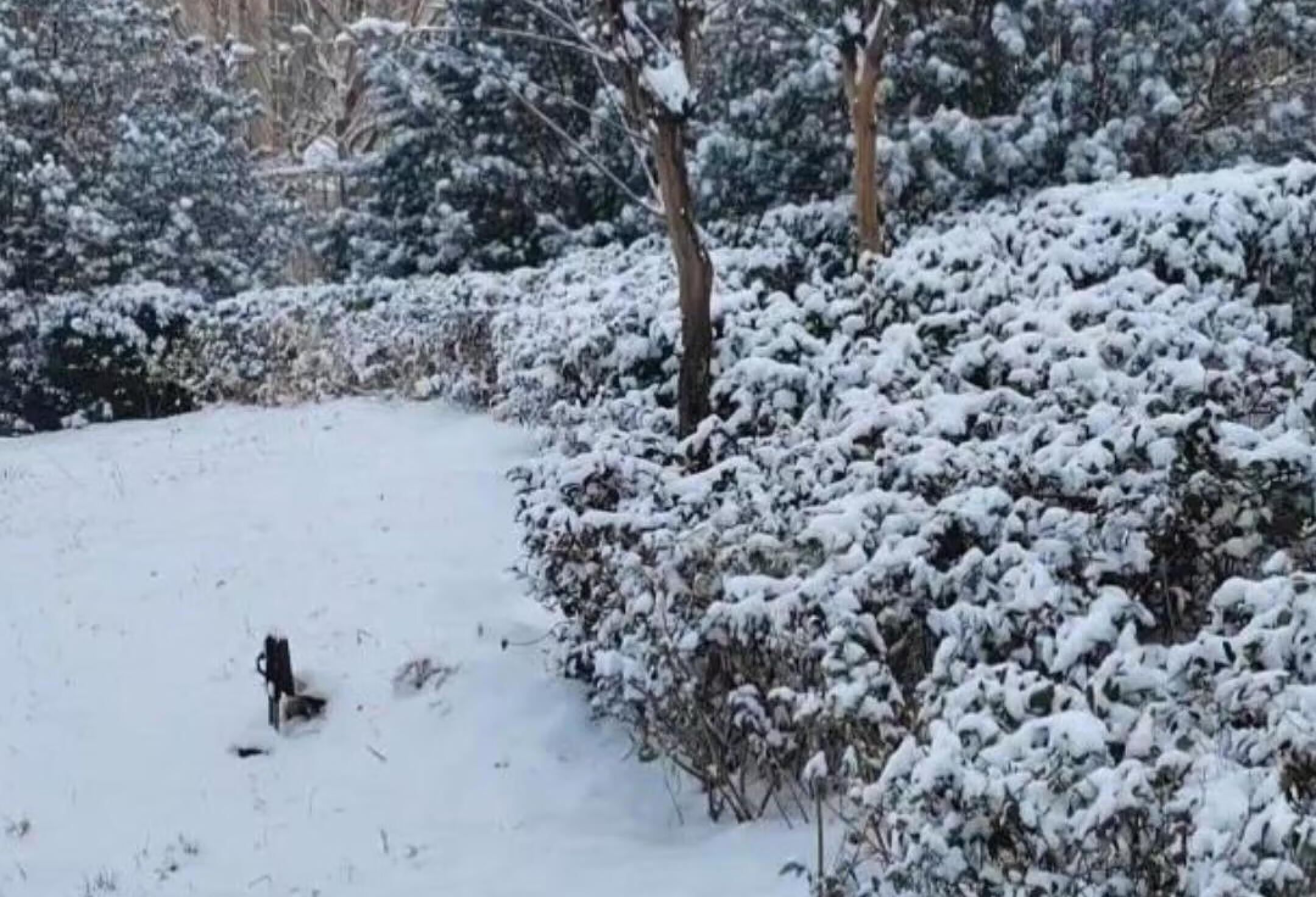 这一场雪过后病毒能不能被带走