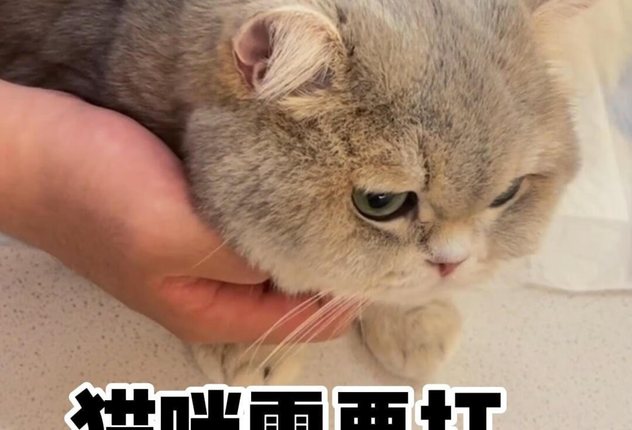 猫咪需要打狂犬疫苗吗