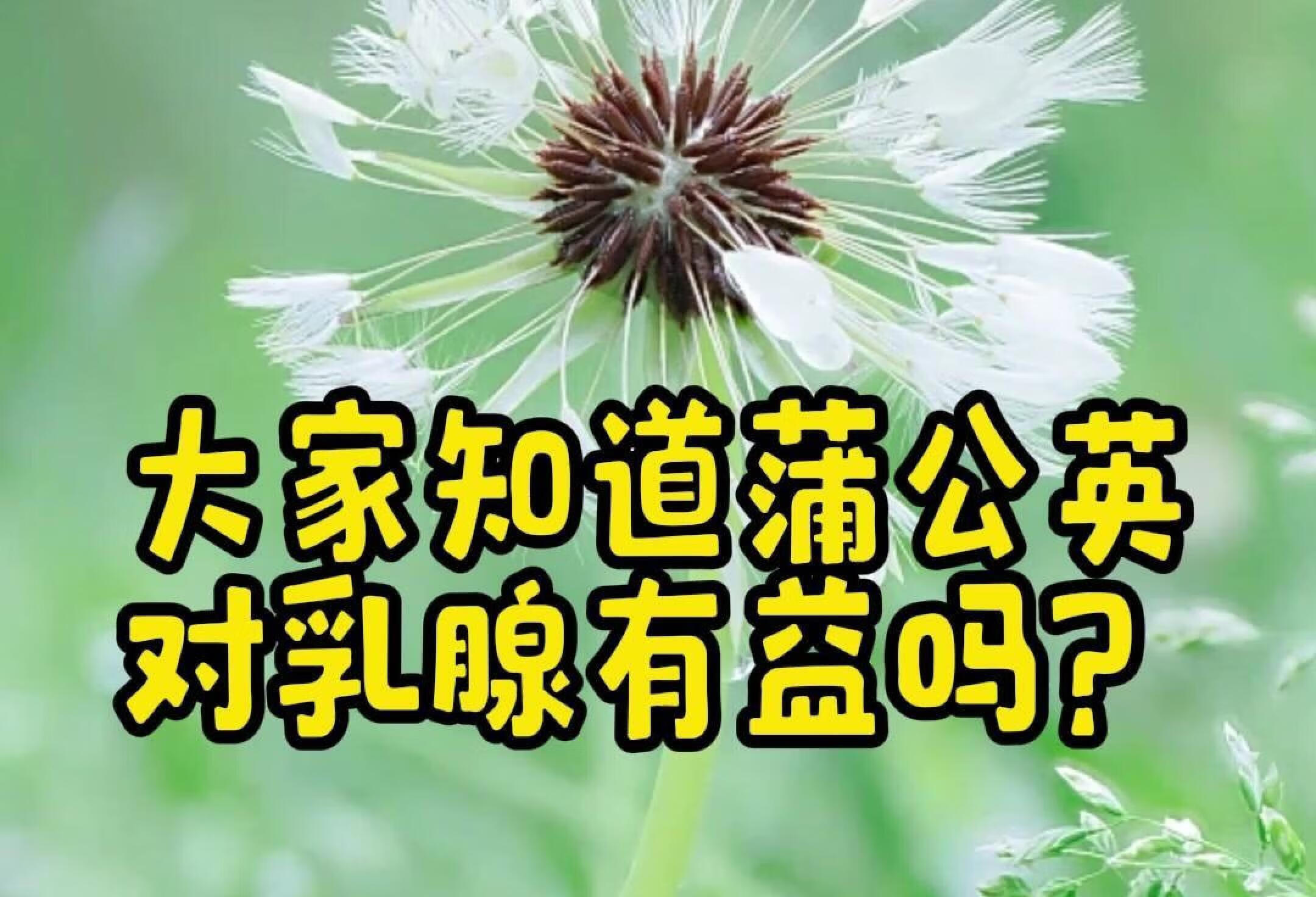 蒲公英的好处