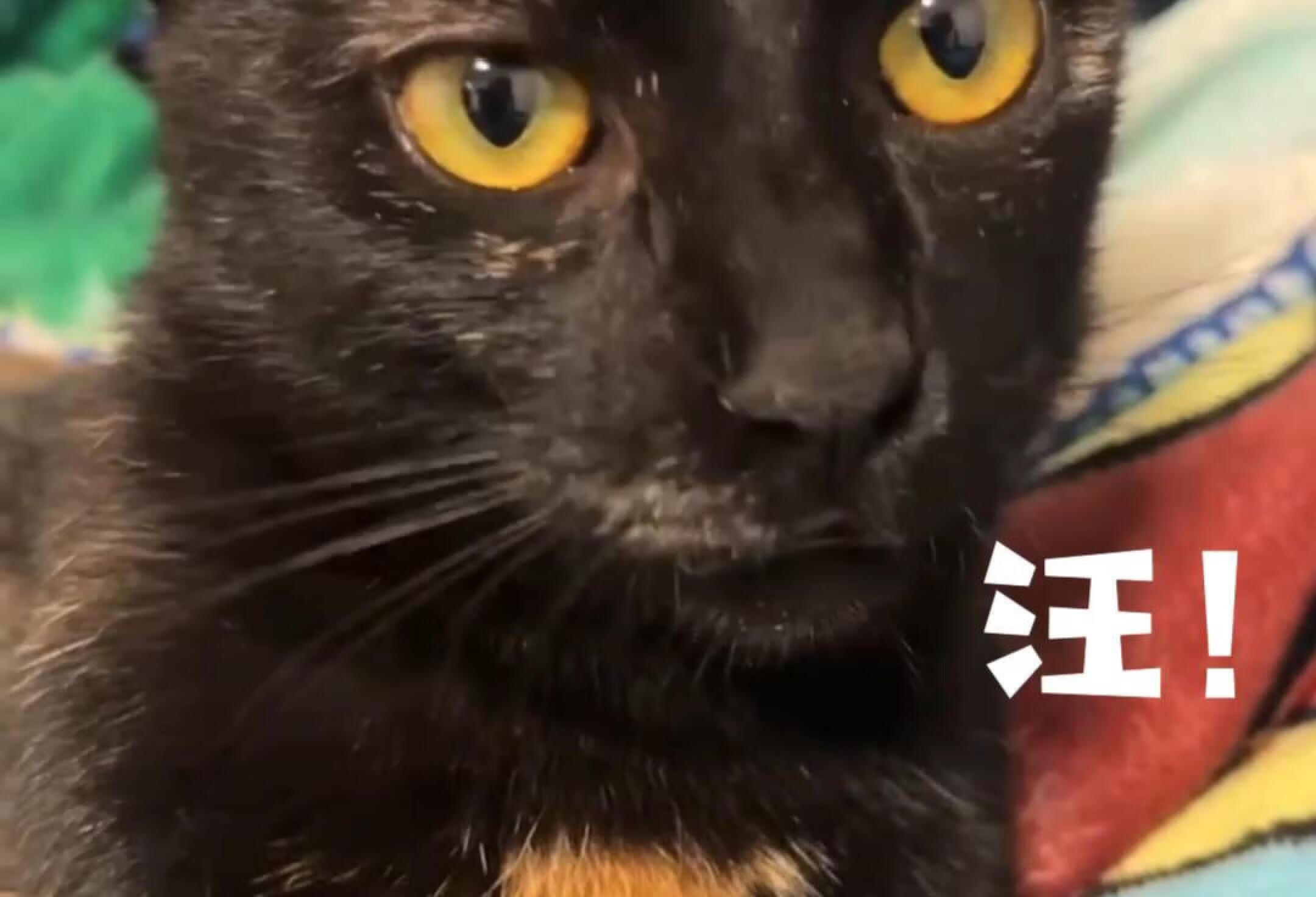 避风堂厦门猫领养｜会狗叫的小猫