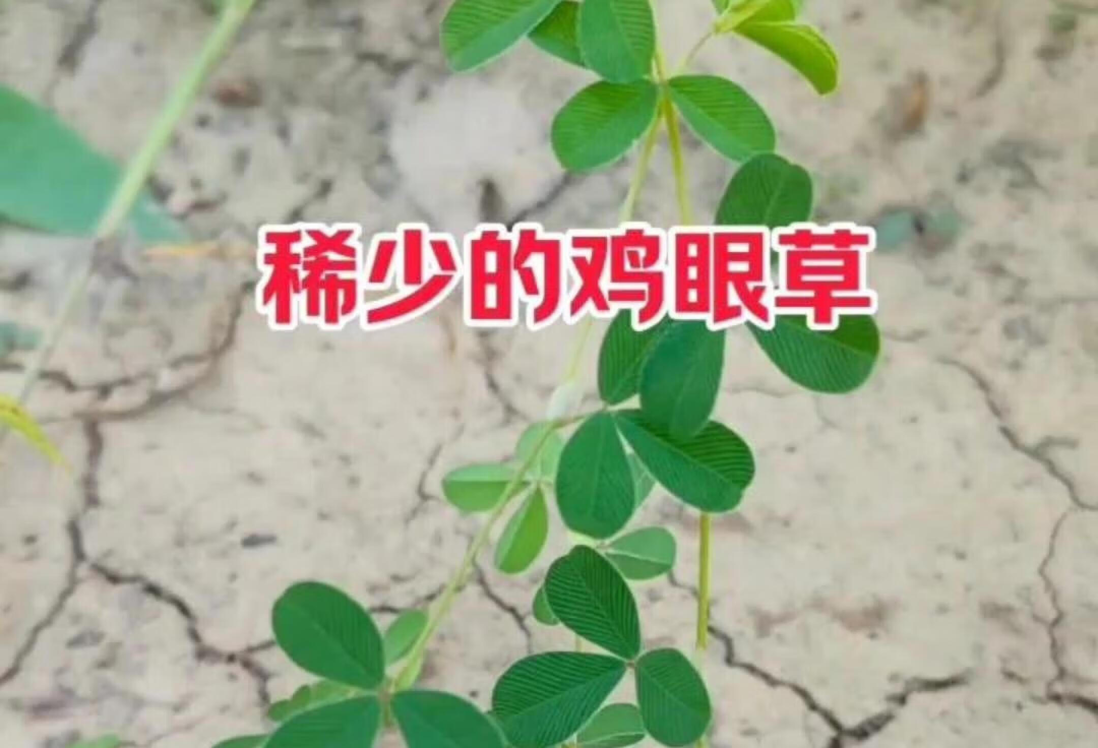 农村的鸡眼草炒一炒，你知道有什么价值吗