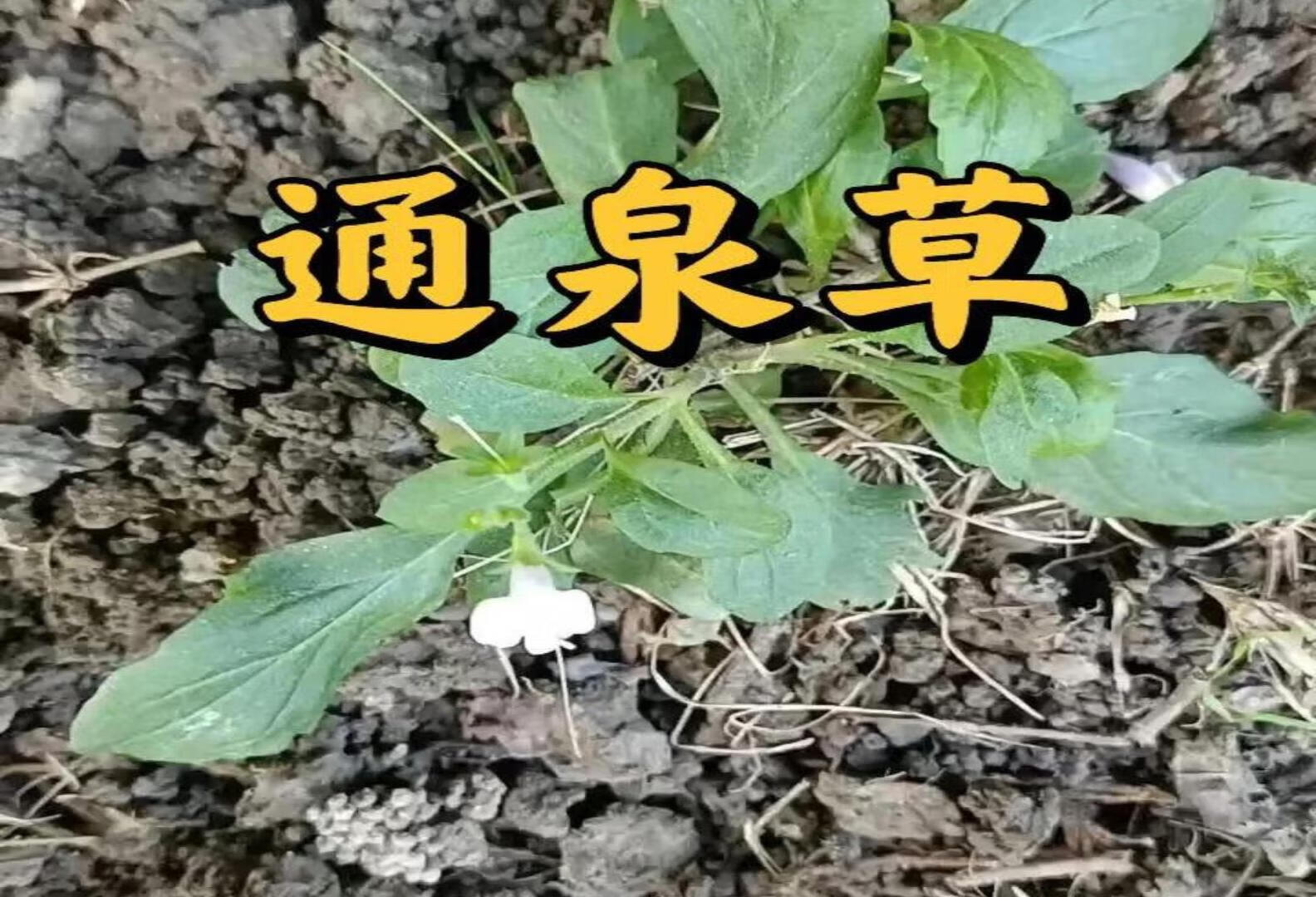 通泉草同泥花草有一点像哦！它俩是同科同一