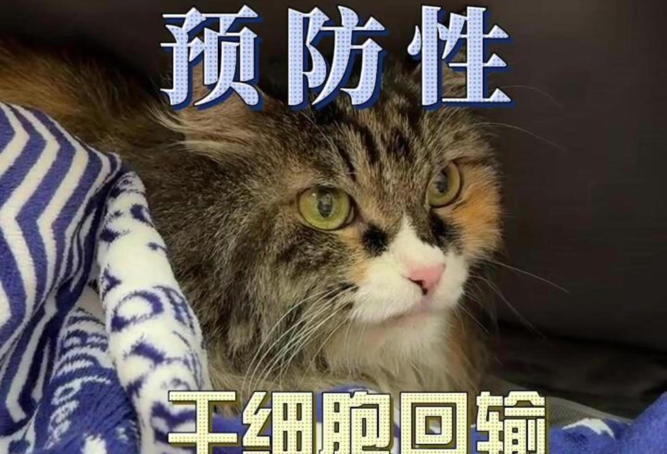 猫咪肾衰预防性干细胞回输