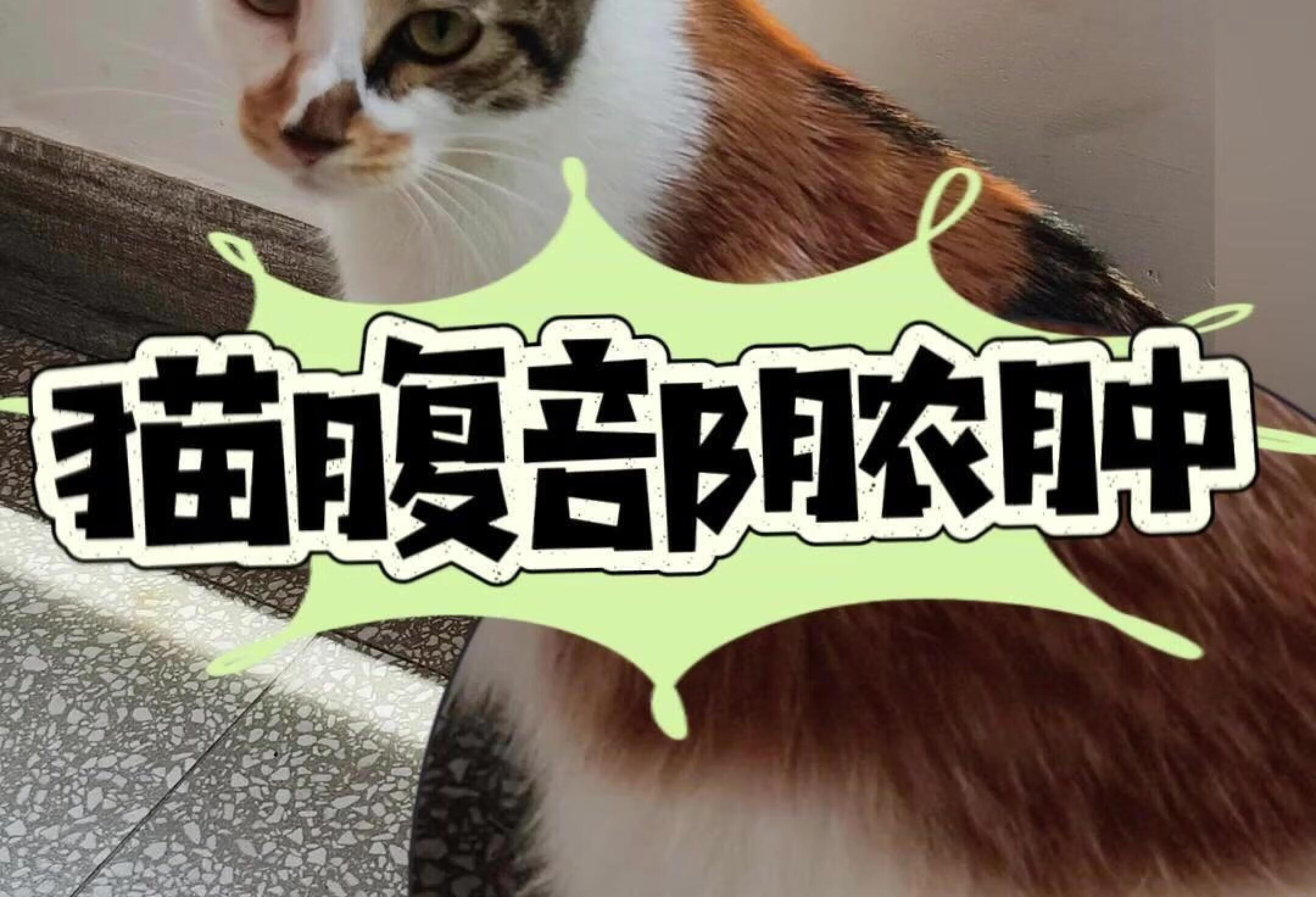 猫腹部脓肿怎么办？！