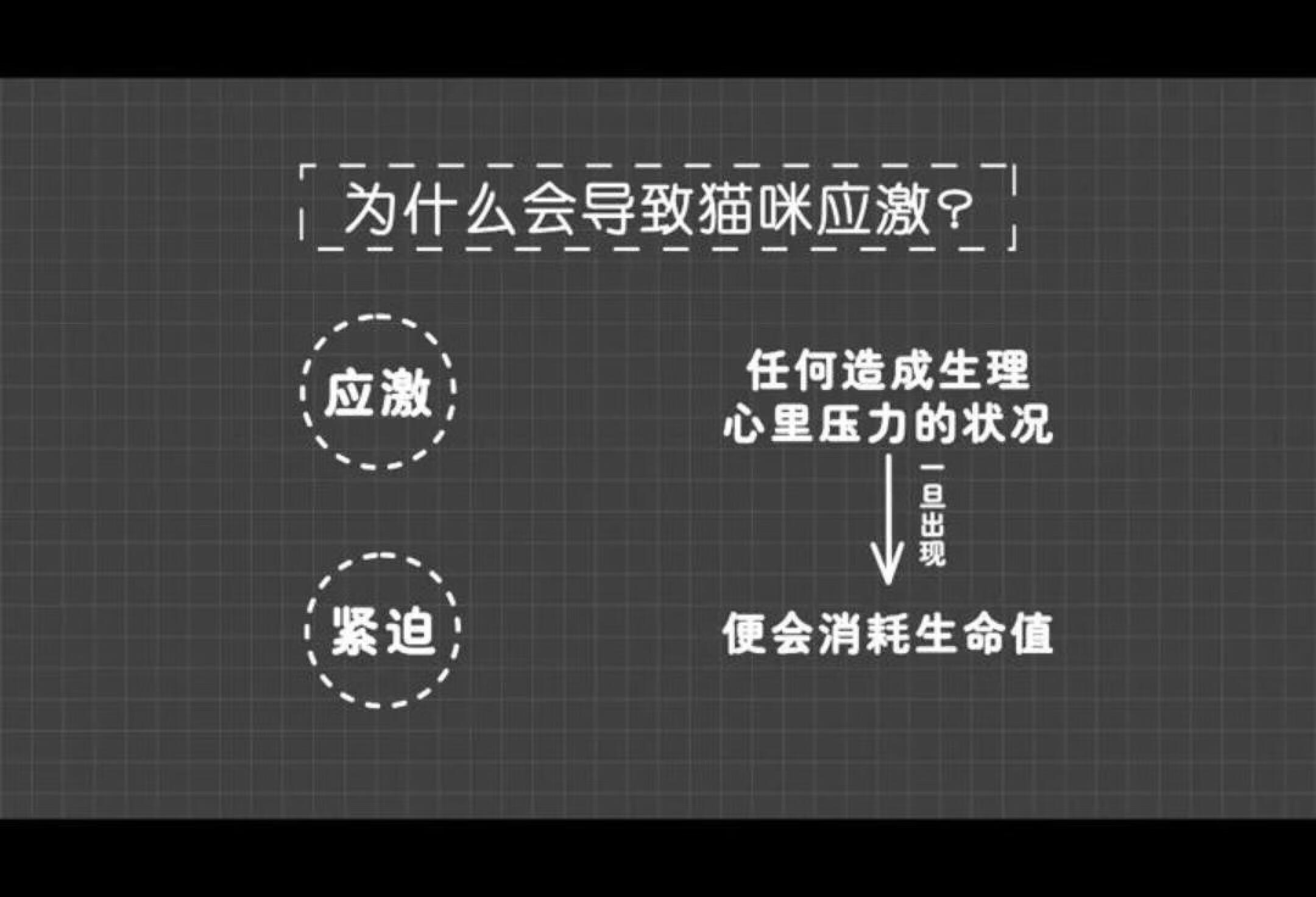 🐱猫咪应激第二弹：❤️爱的抱抱也会错？