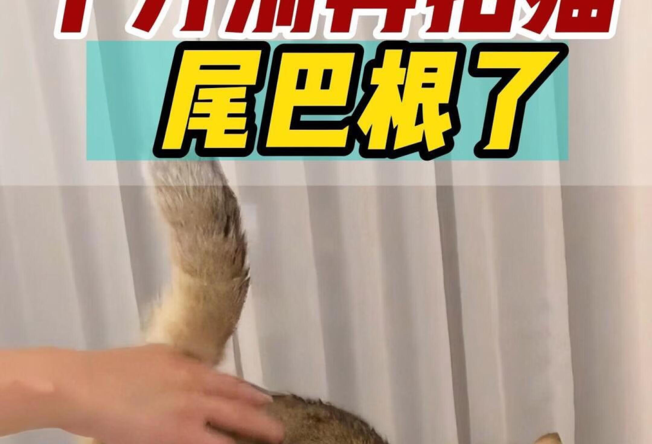 拍猫尾巴根会导致猫咪瘫痪？到底能不能拍？