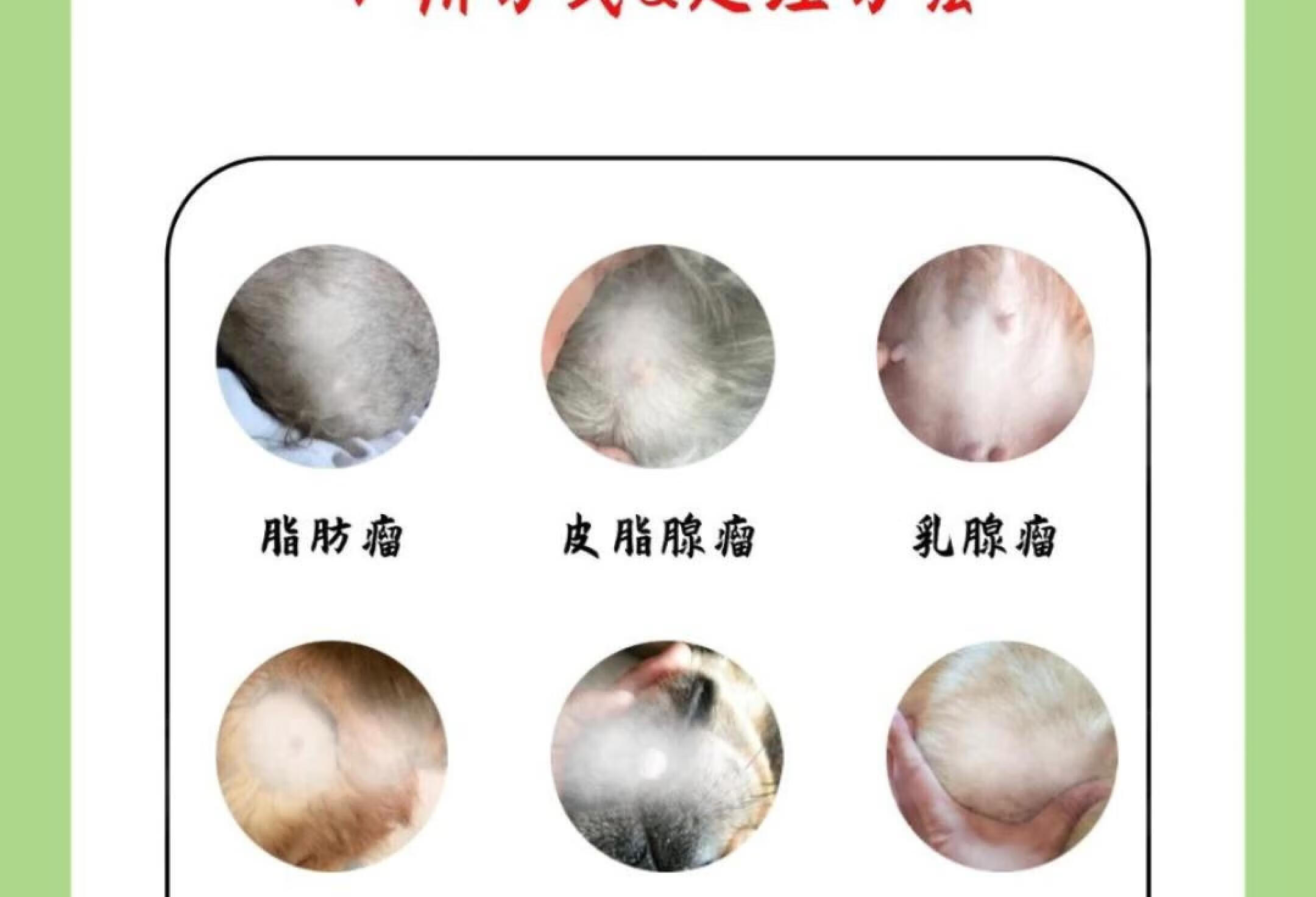 狗狗常见肿瘤分辨方式及处理方法