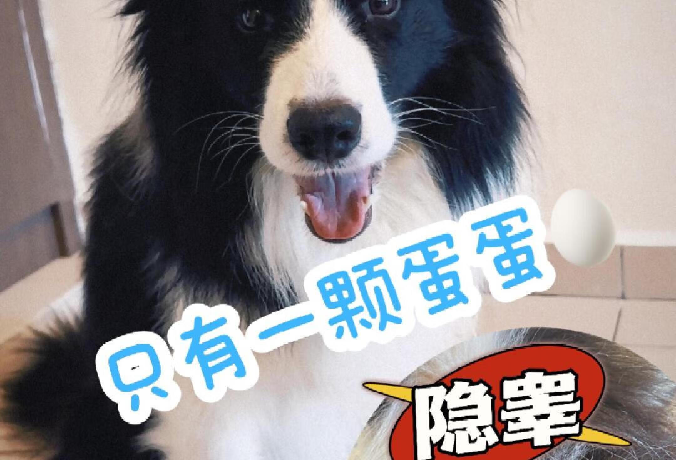 🇲🇾你们会给狗狗结扎吗？🐶