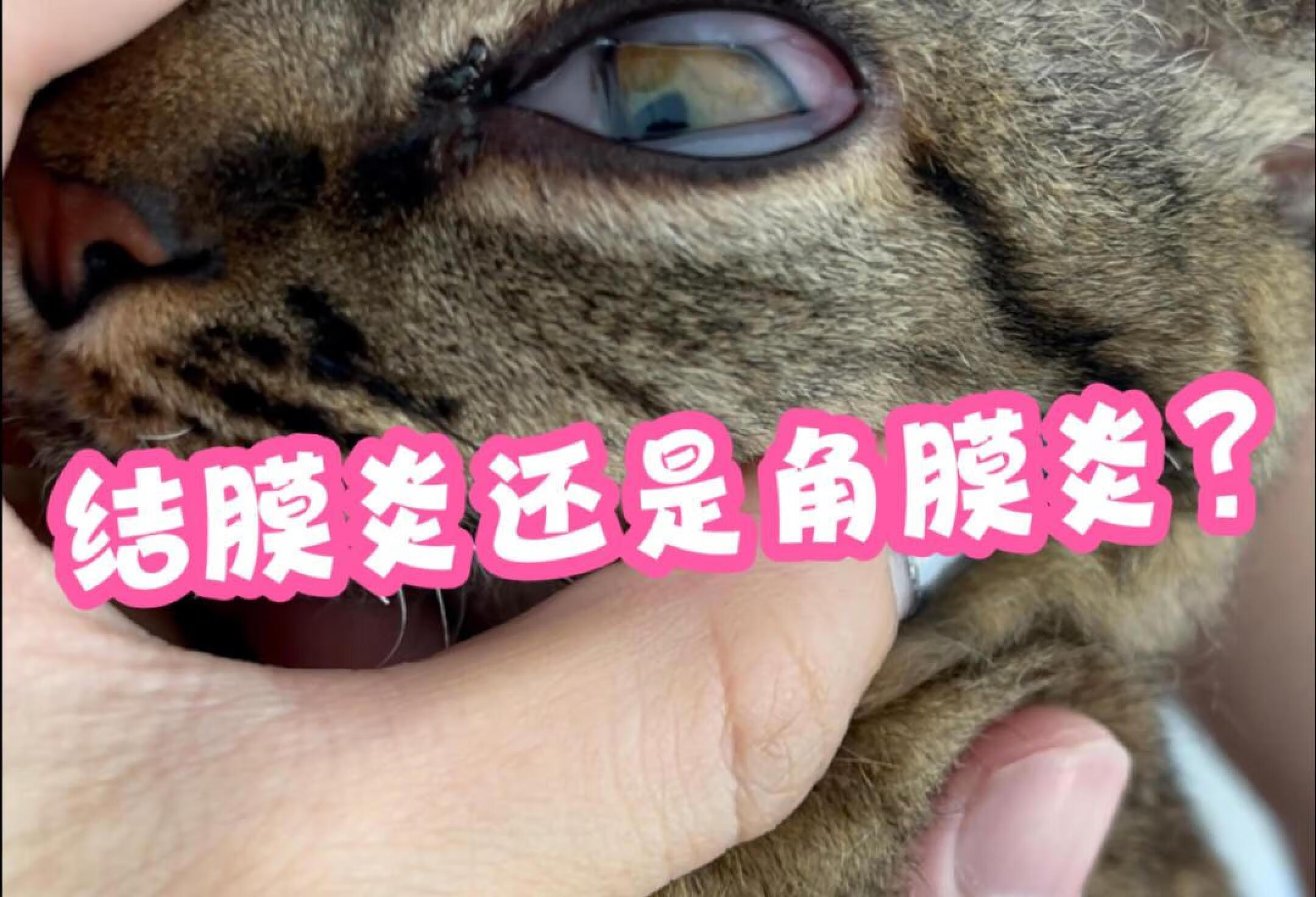 想跟养猫人唠唠结膜炎和角膜炎这点事儿