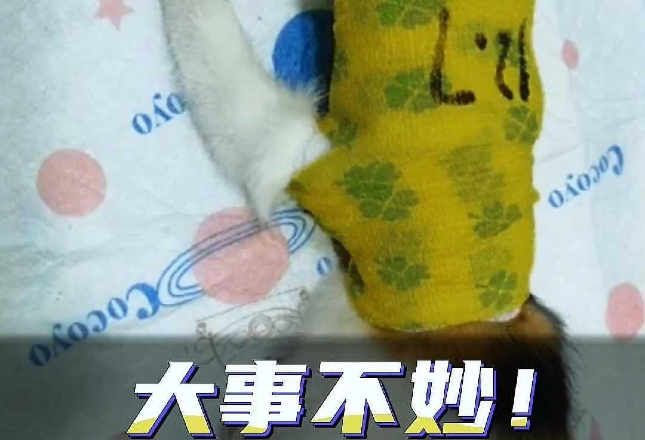 猫脖子也能骨折？不开玩笑，这得要猫命