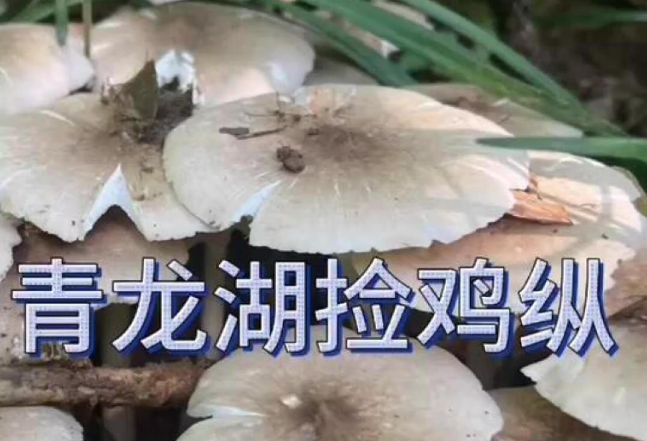 成都青龙湖捡鸡枞