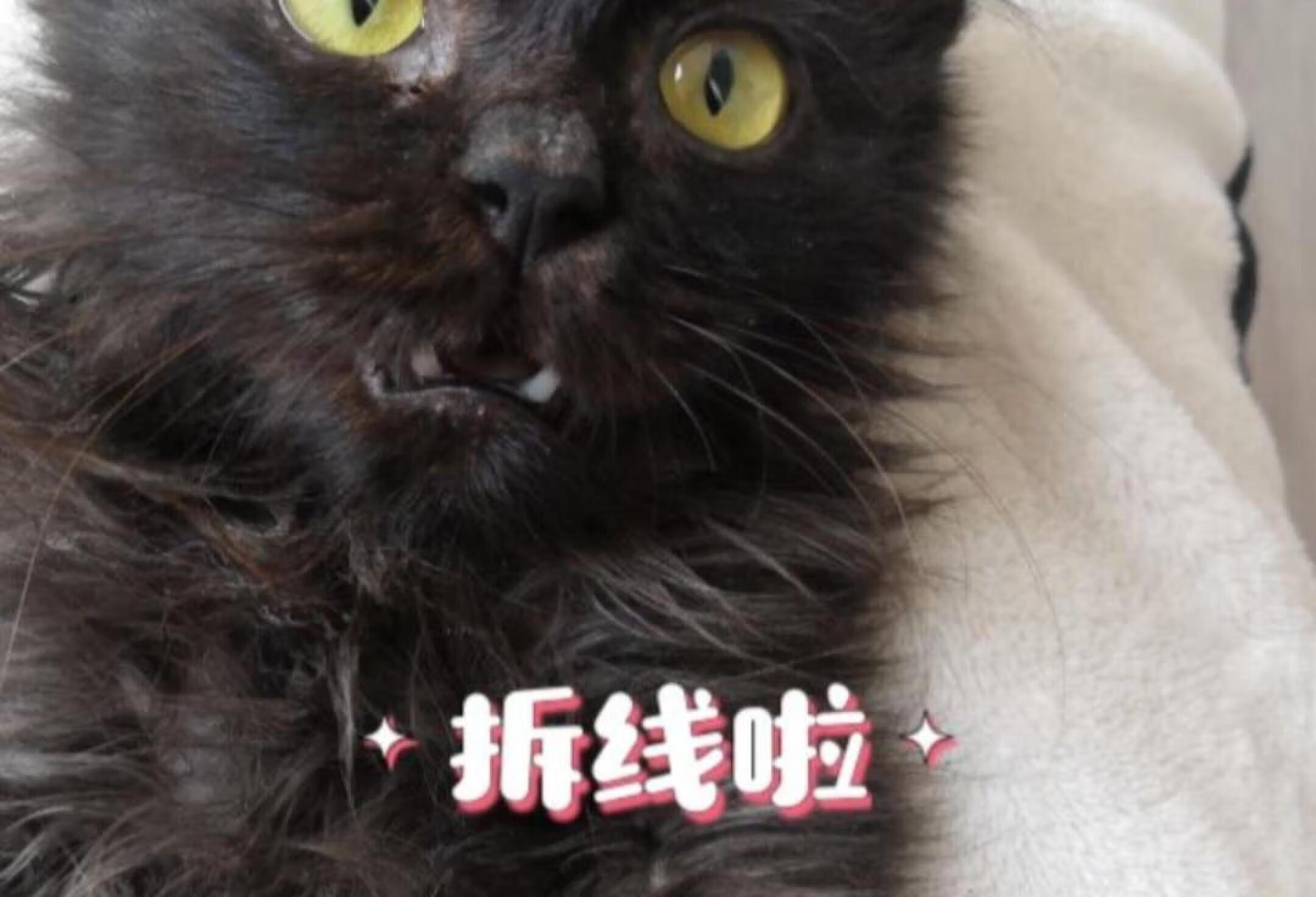 在家给猫咪拆线！