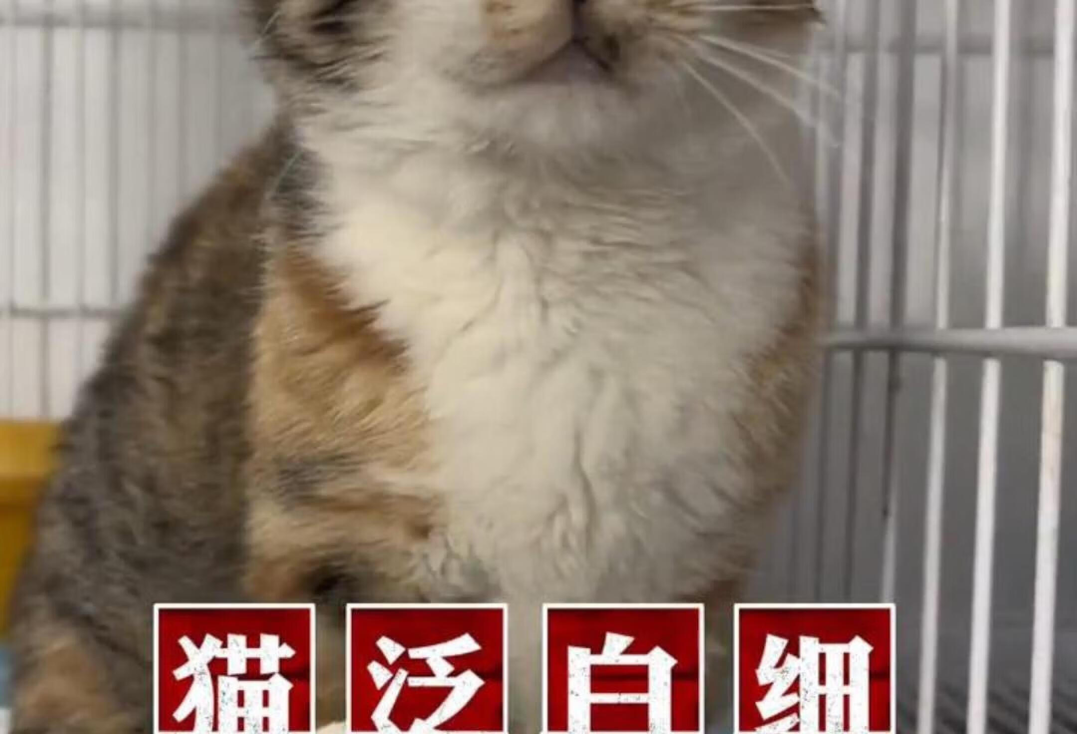 猫瘟治疗 捷报！