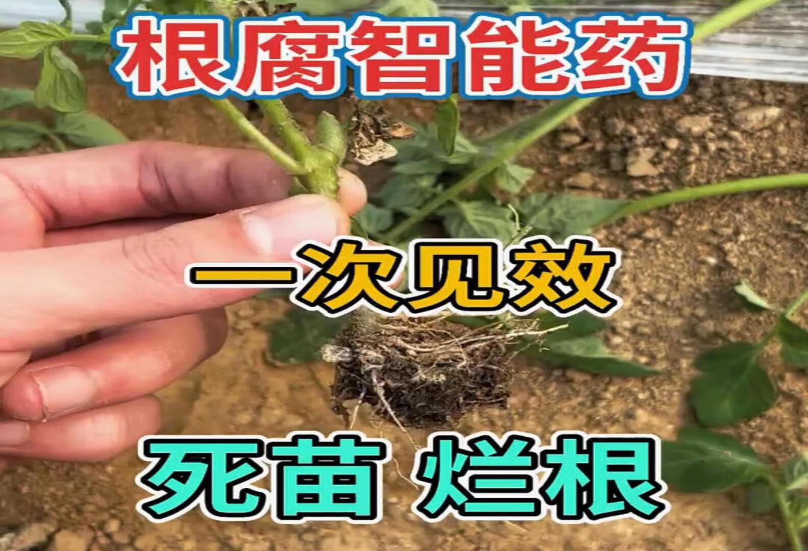 镰刀菌病