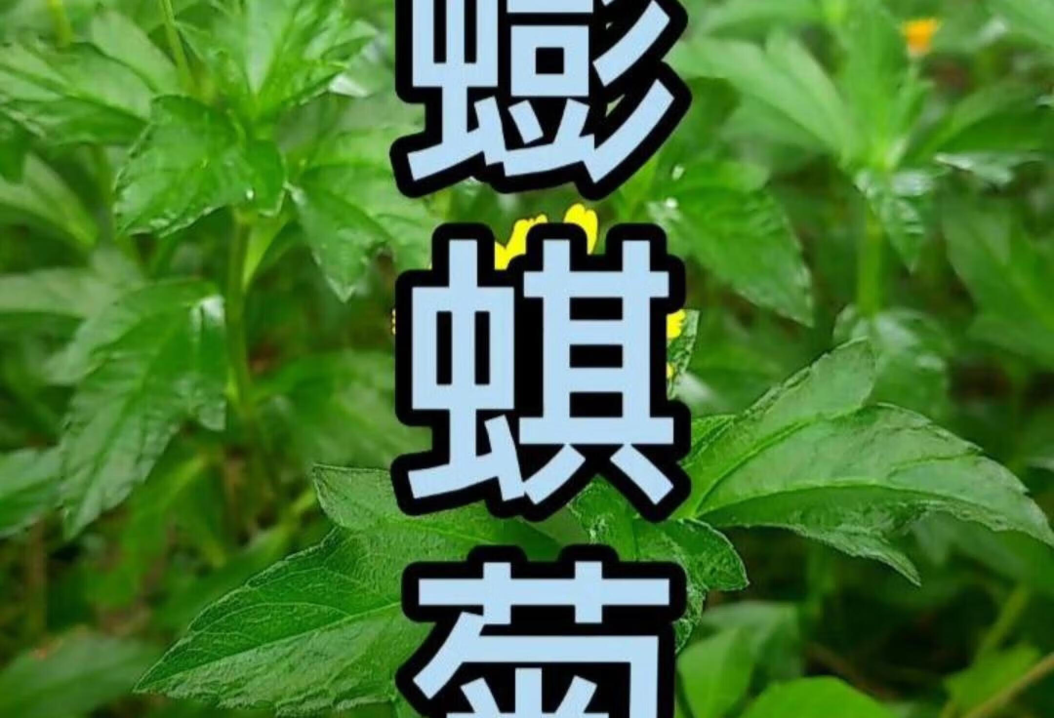 关注我带你看更多植物知识