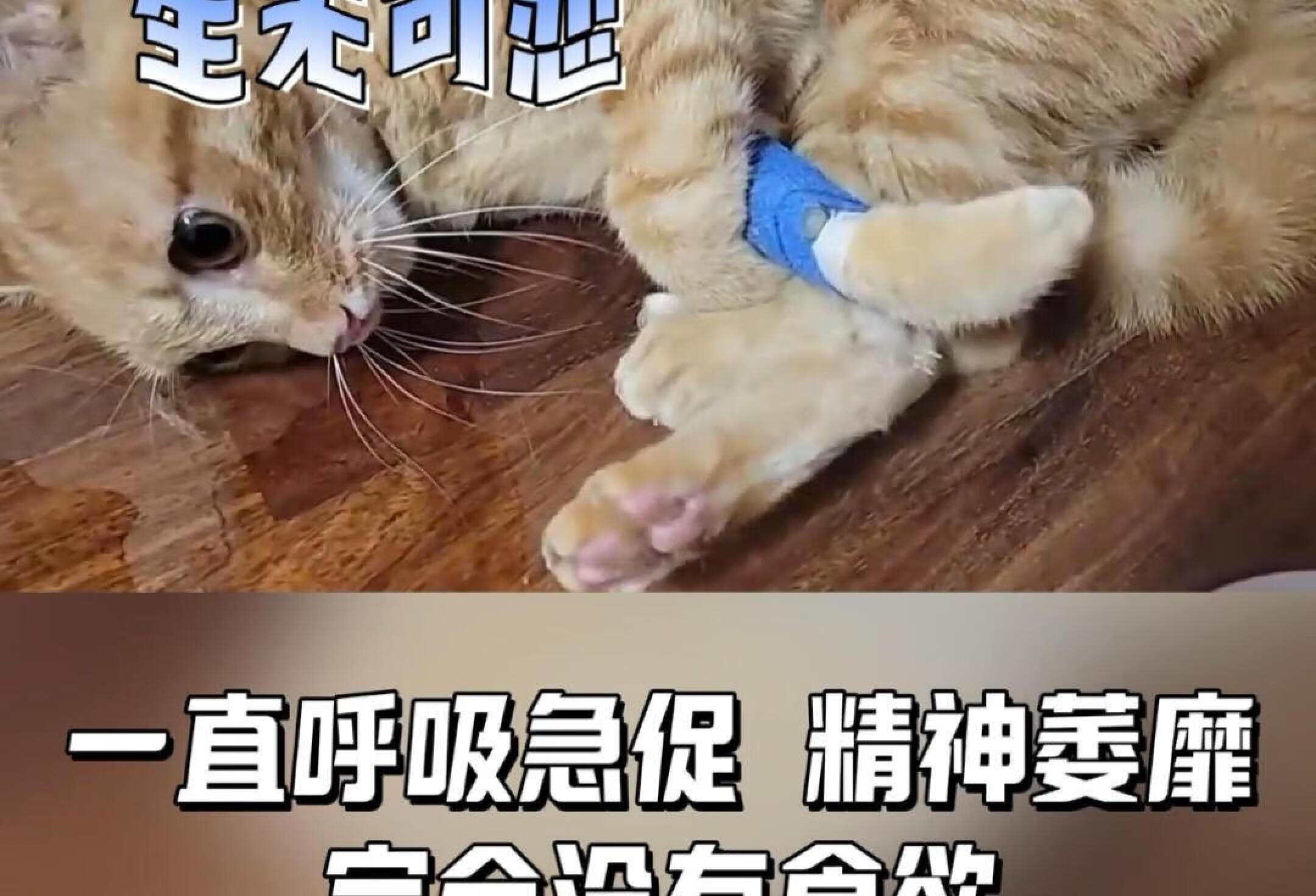 猫咪低血钙抽搐治愈