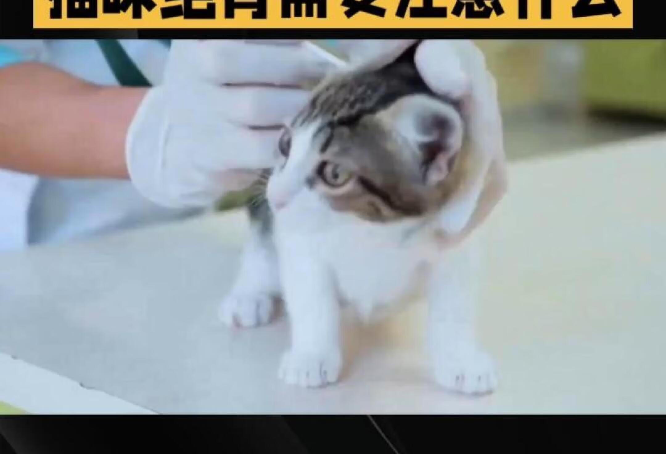 小猫到新家怎样才可以避免生病