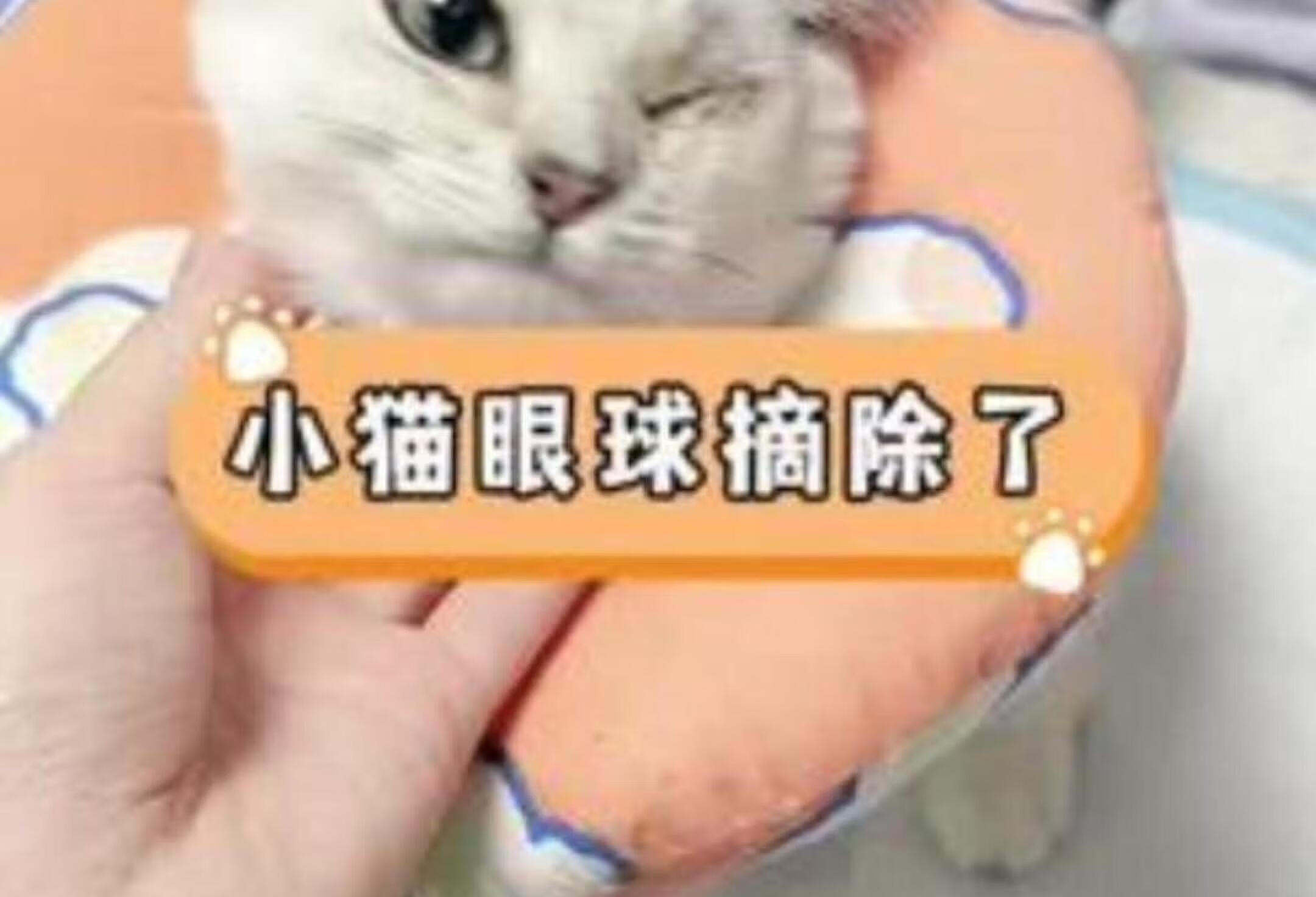 疱疹误诊结膜炎，小猫一周失一眼