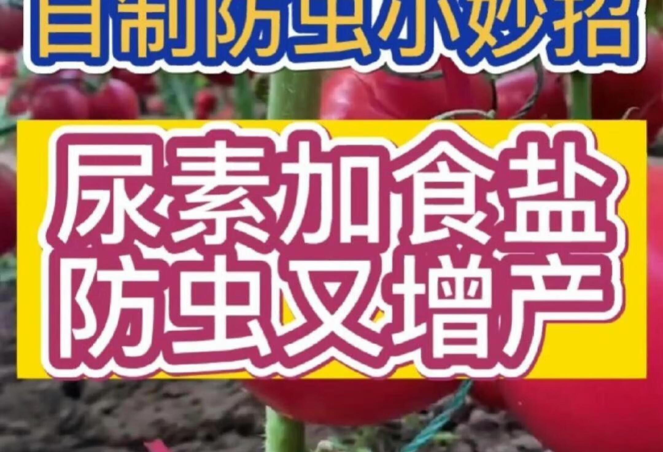 尿素加食盐，防虫又增产，学会这个不花钱的蔬菜防虫