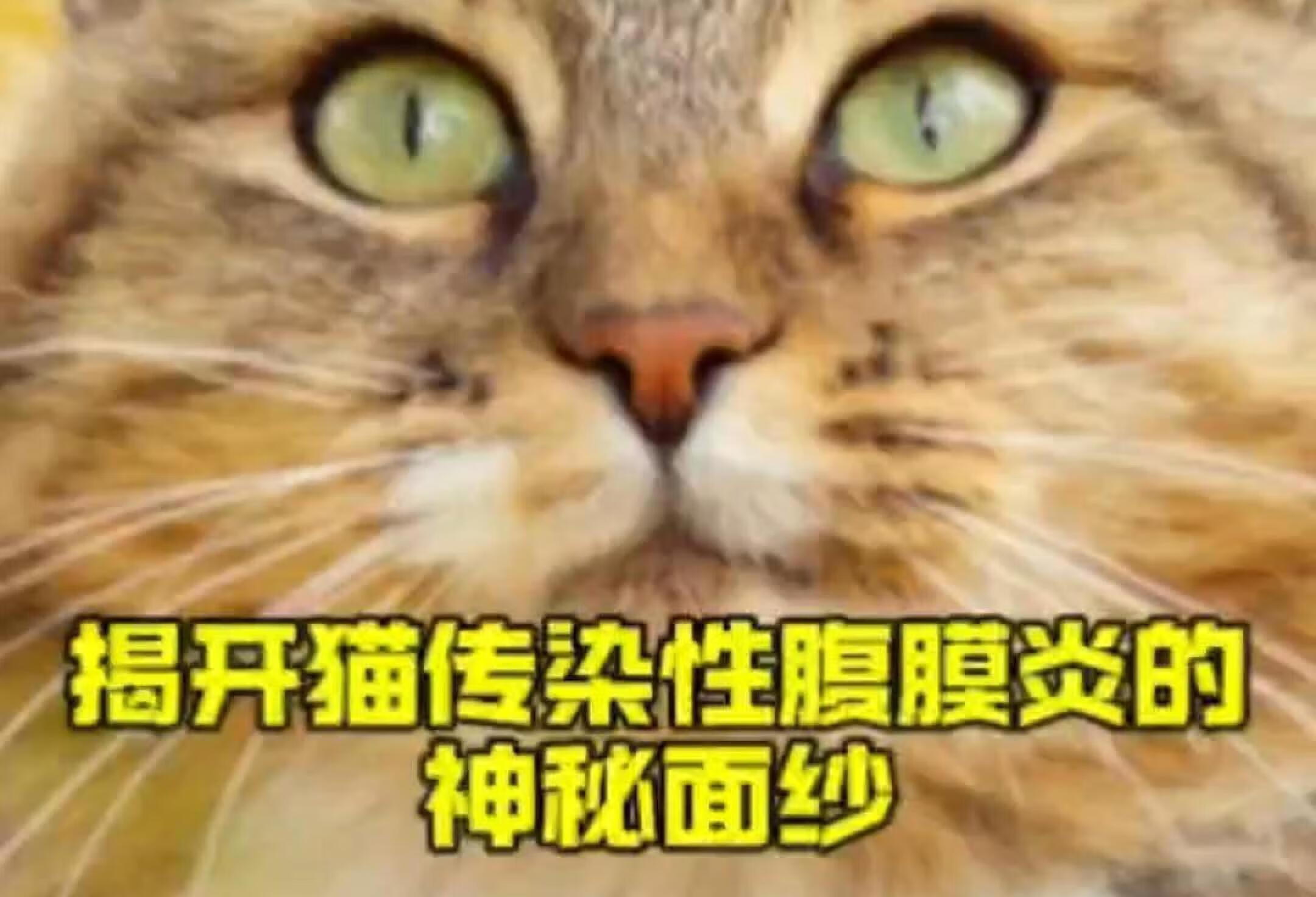 揭开猫传染性腹膜炎的神秘面纱