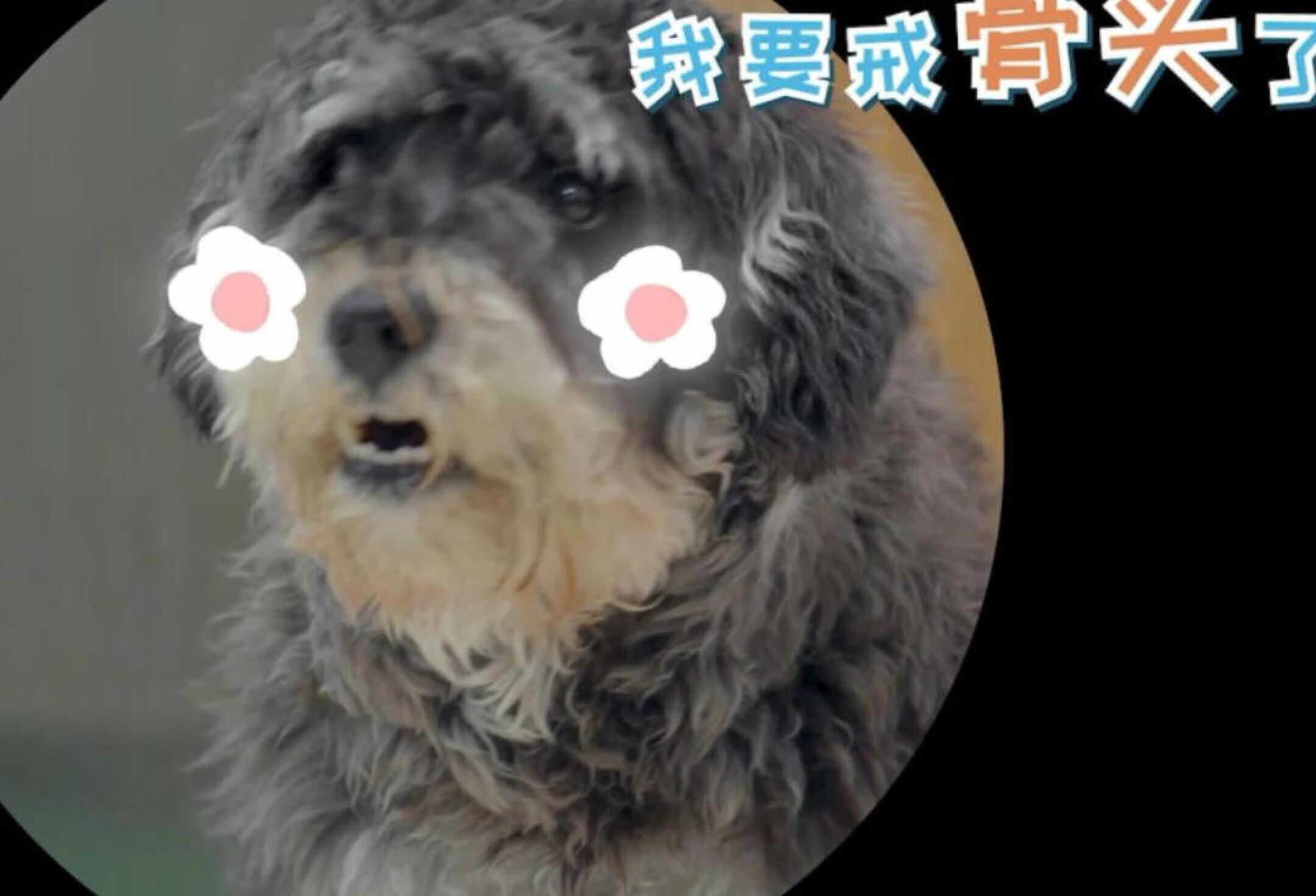 宠物医生｜乱吃骨头的🐶注意，后果很严重⚠️