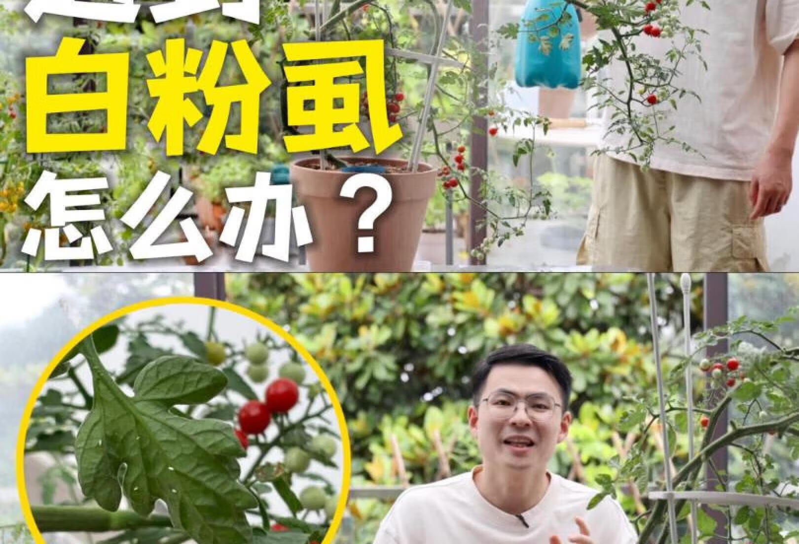 阳台白粉虱别怕❗️❗️2⃣️招轻松搞定不伤植物