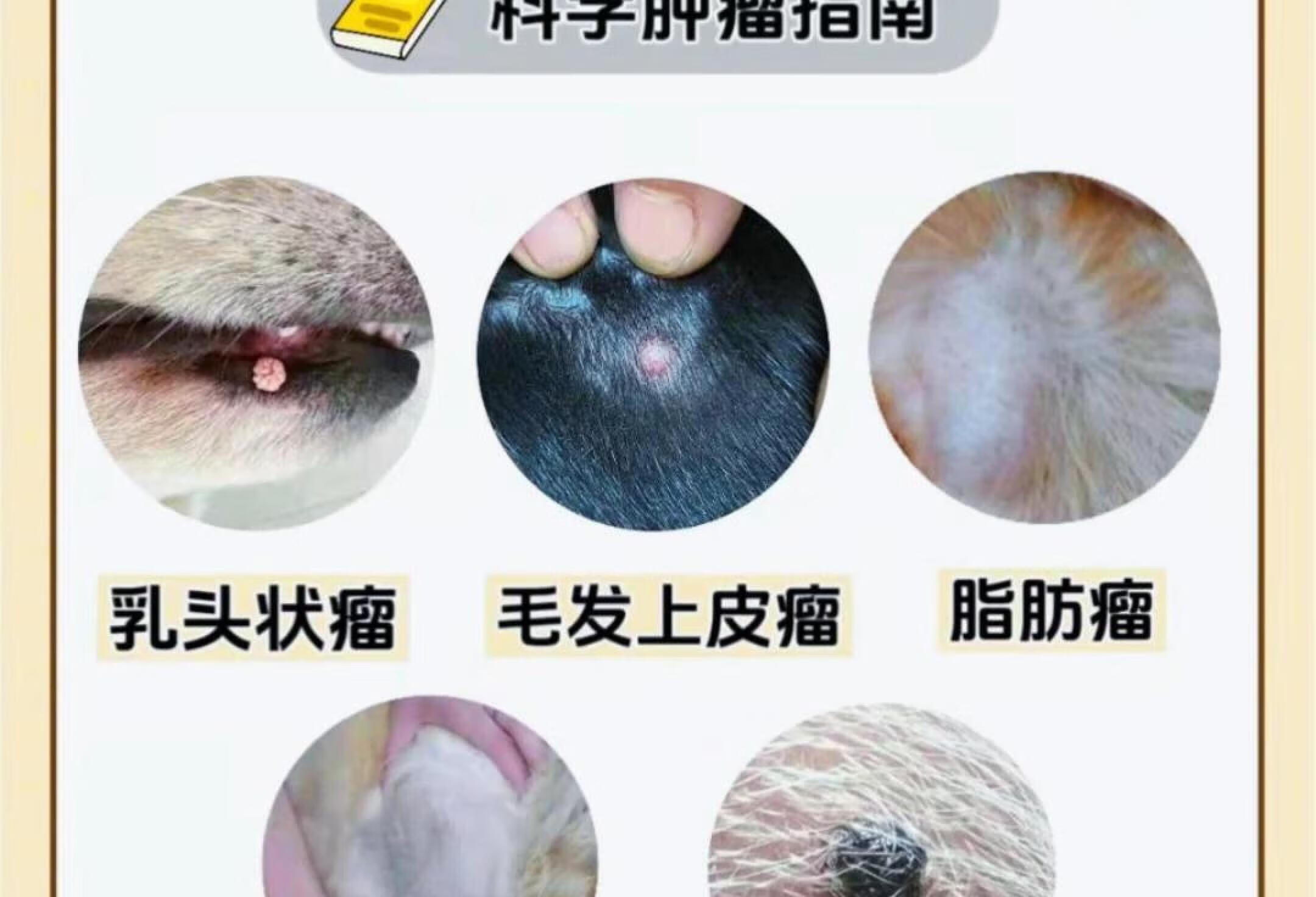 五大皮肤肿瘤⚠️养狗人真的知道吗❓❗