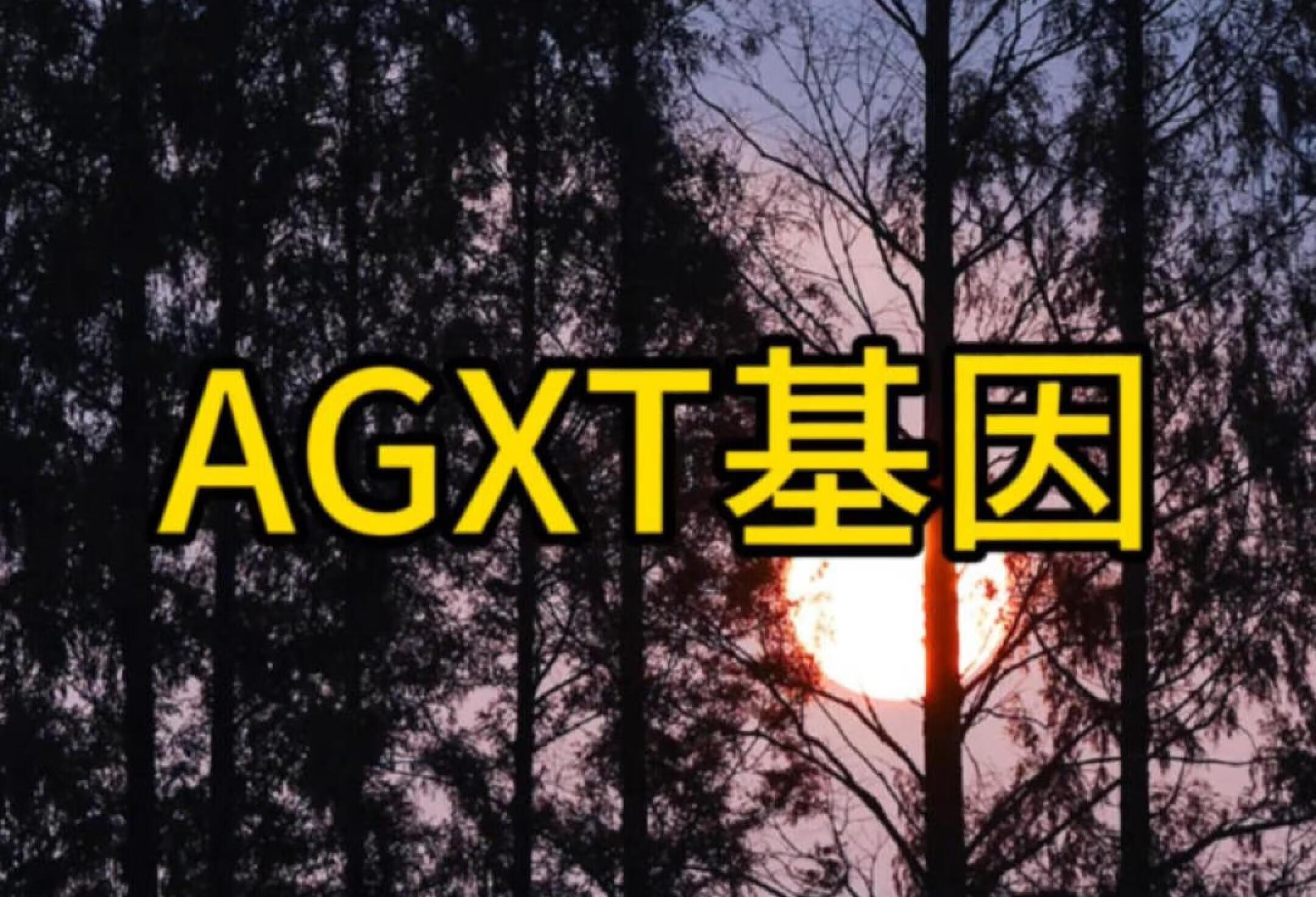 AGXT基因