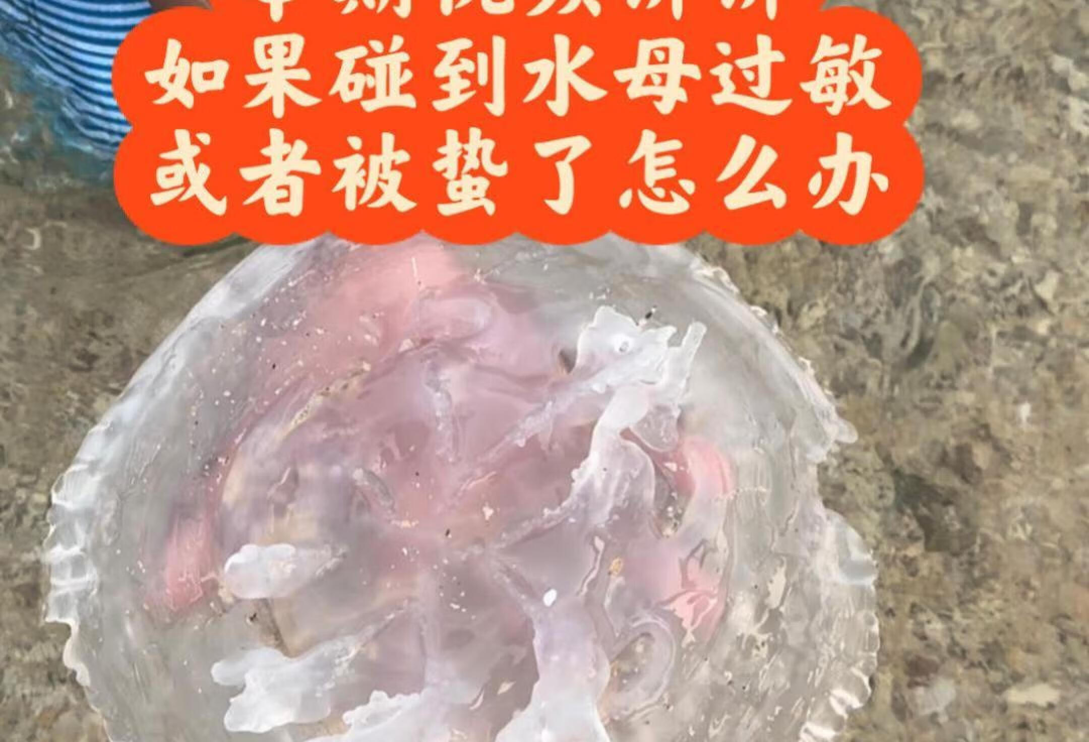 普吉岛水母泛滥