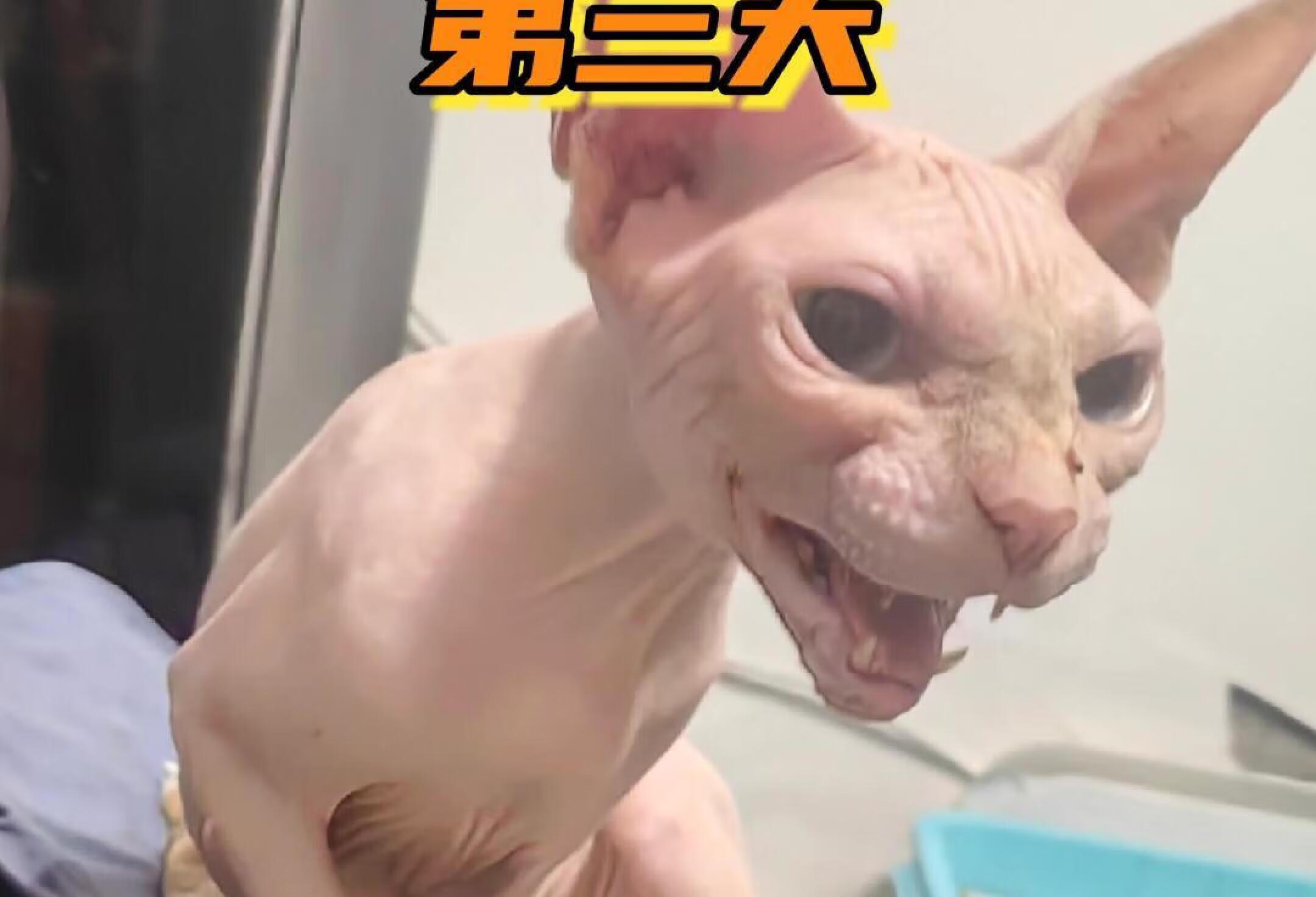 救助的无毛猫肠胃炎好转〖用药〗方法