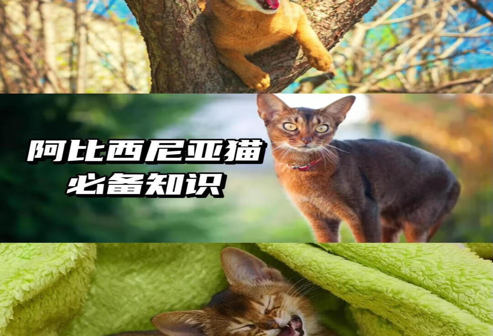 3分钟，全方位了解法老的猫の阿比西尼亚。