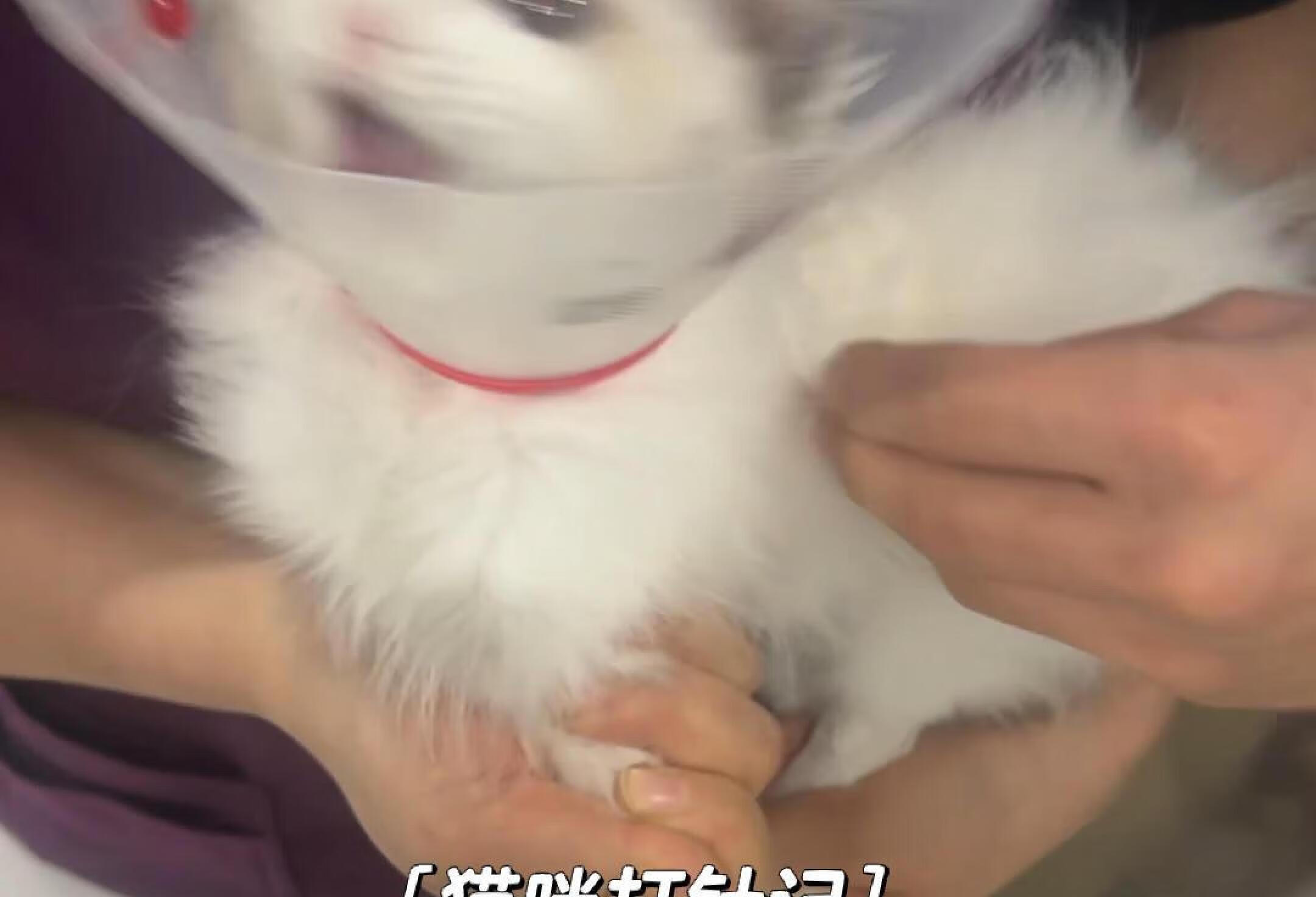 猫咪打针记