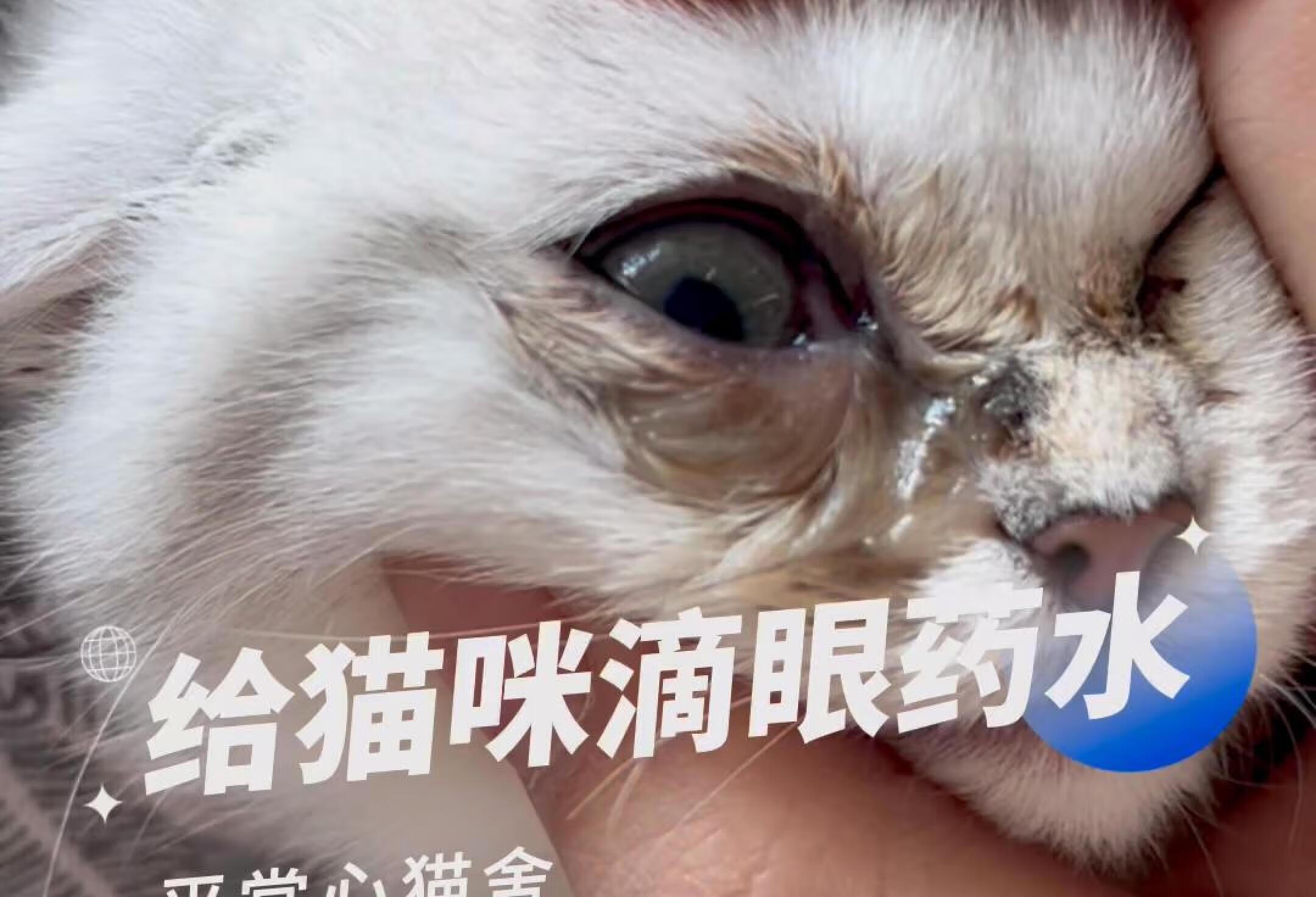 跟大家说说怎么给猫滴眼药水