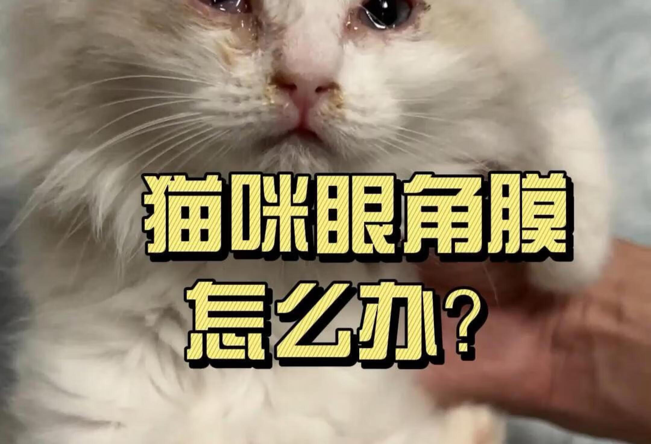 小猫结膜炎怎么办？