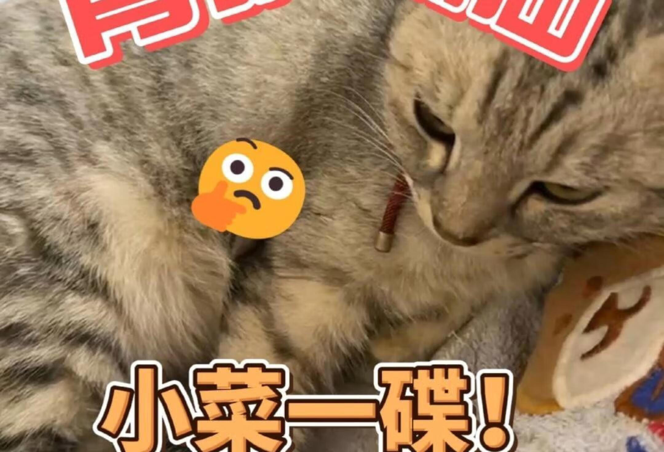 病例分享：猫膈疝+肋骨骨折