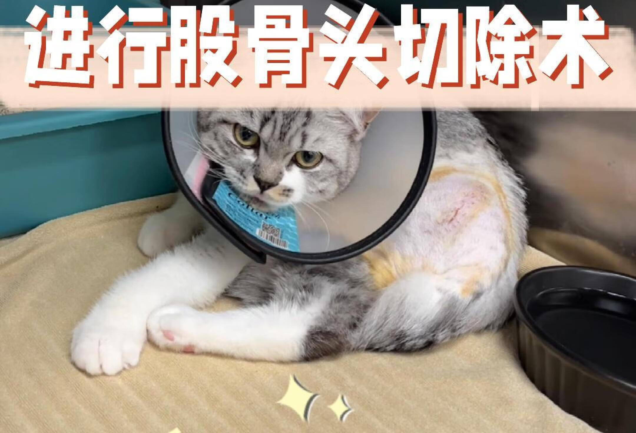 猫咪骨折 进行股骨头切除术｜广州安侨宠物🏥