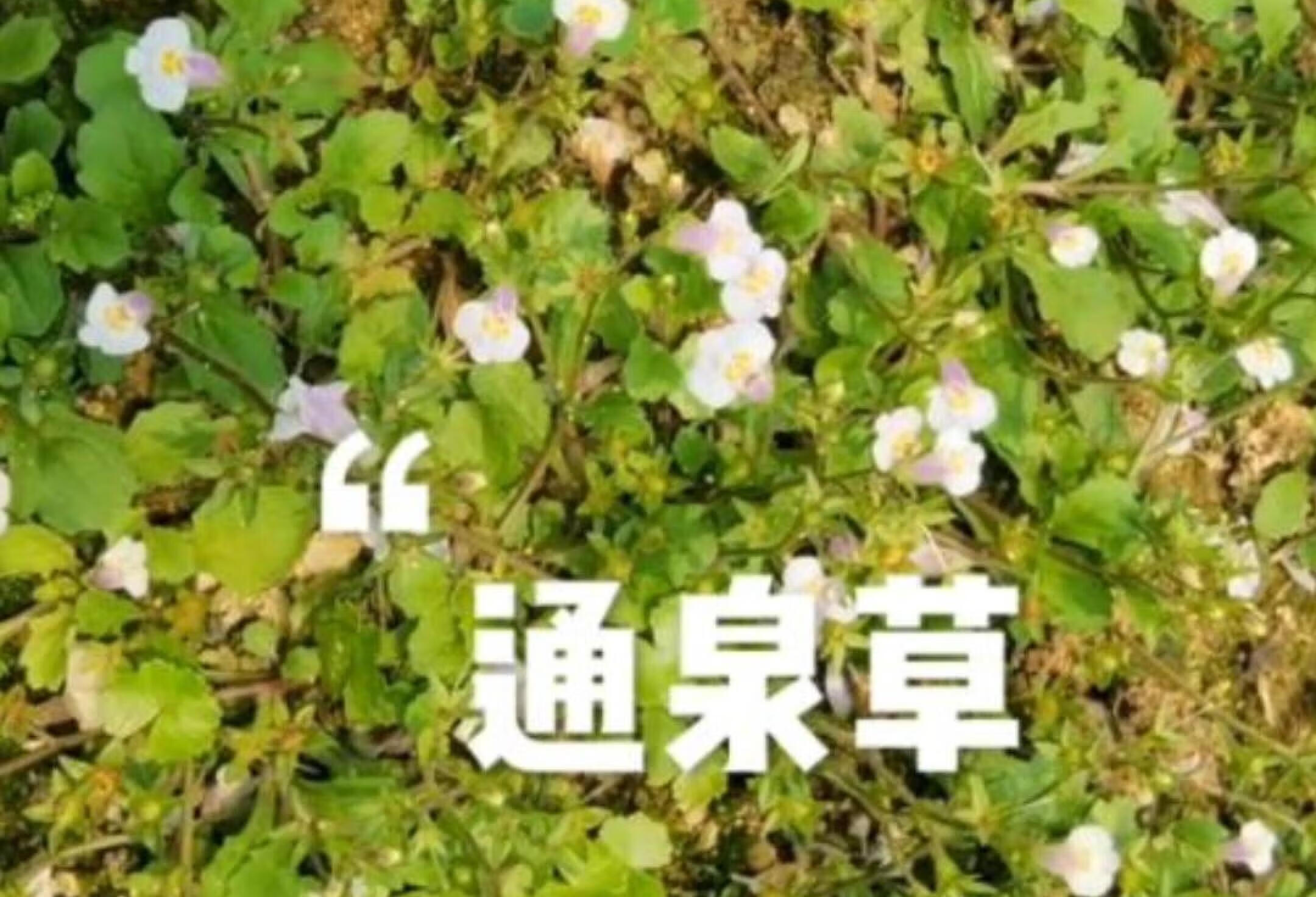 通泉草