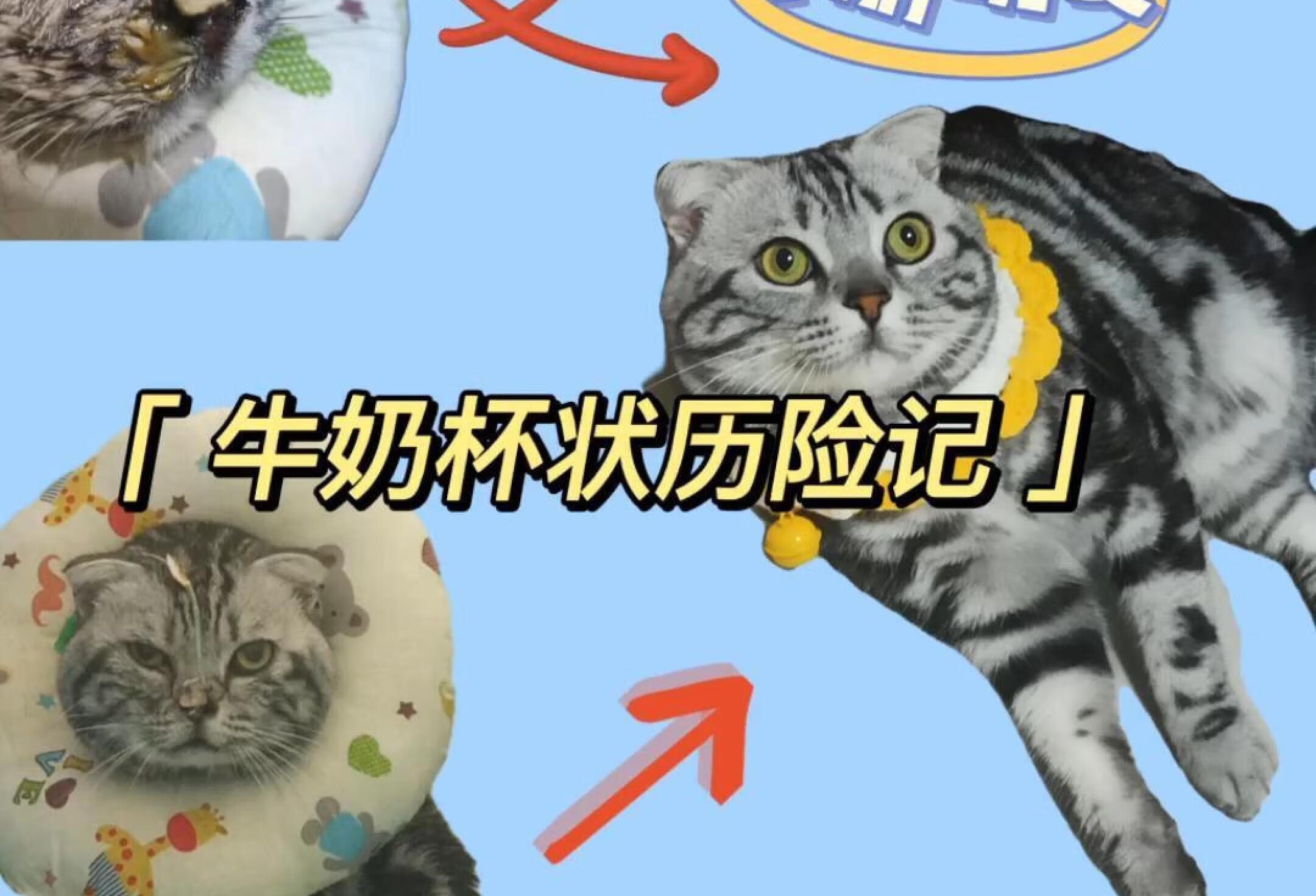 猫咪杯状 | 预防大于治疗