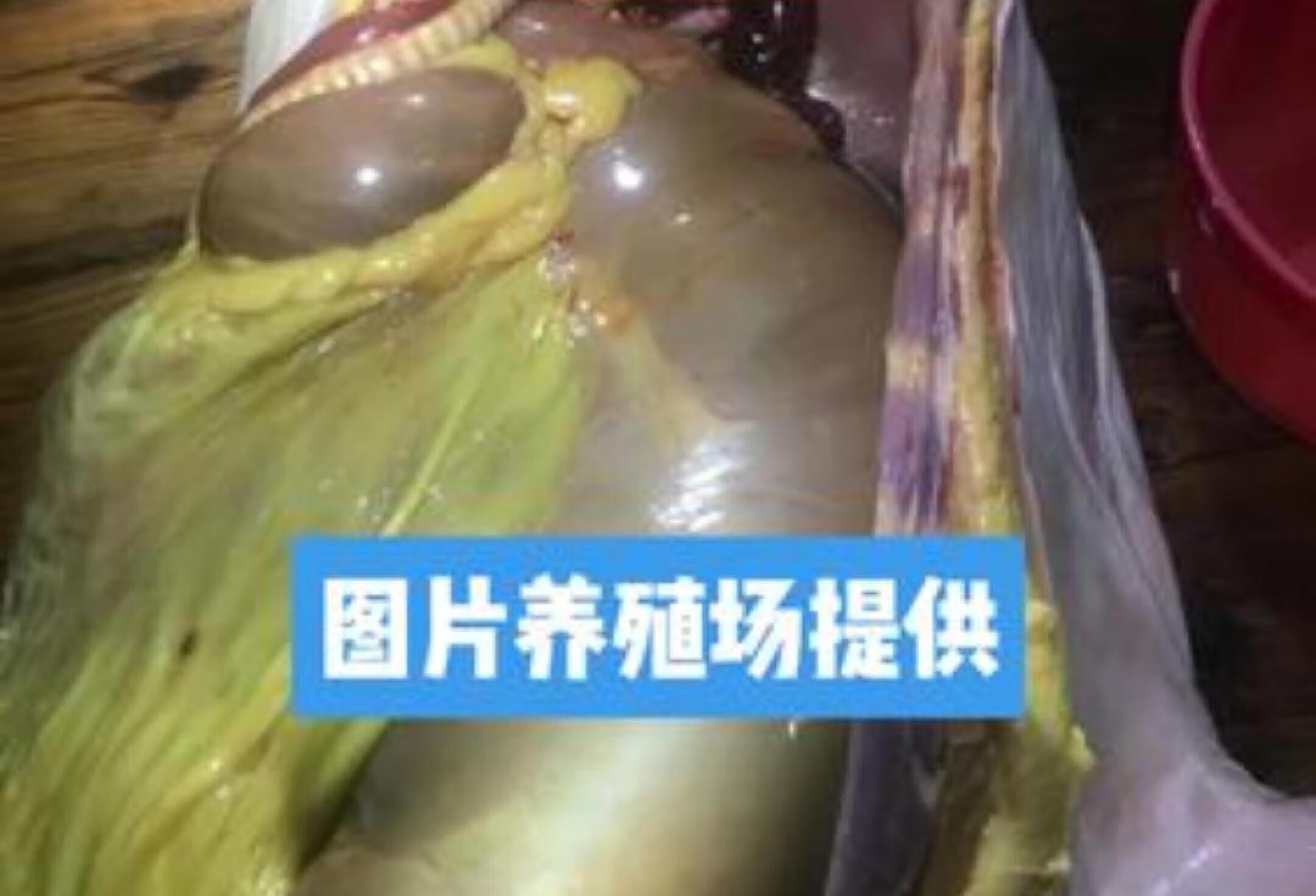 羊附红细胞体的症状和治疗方法详解