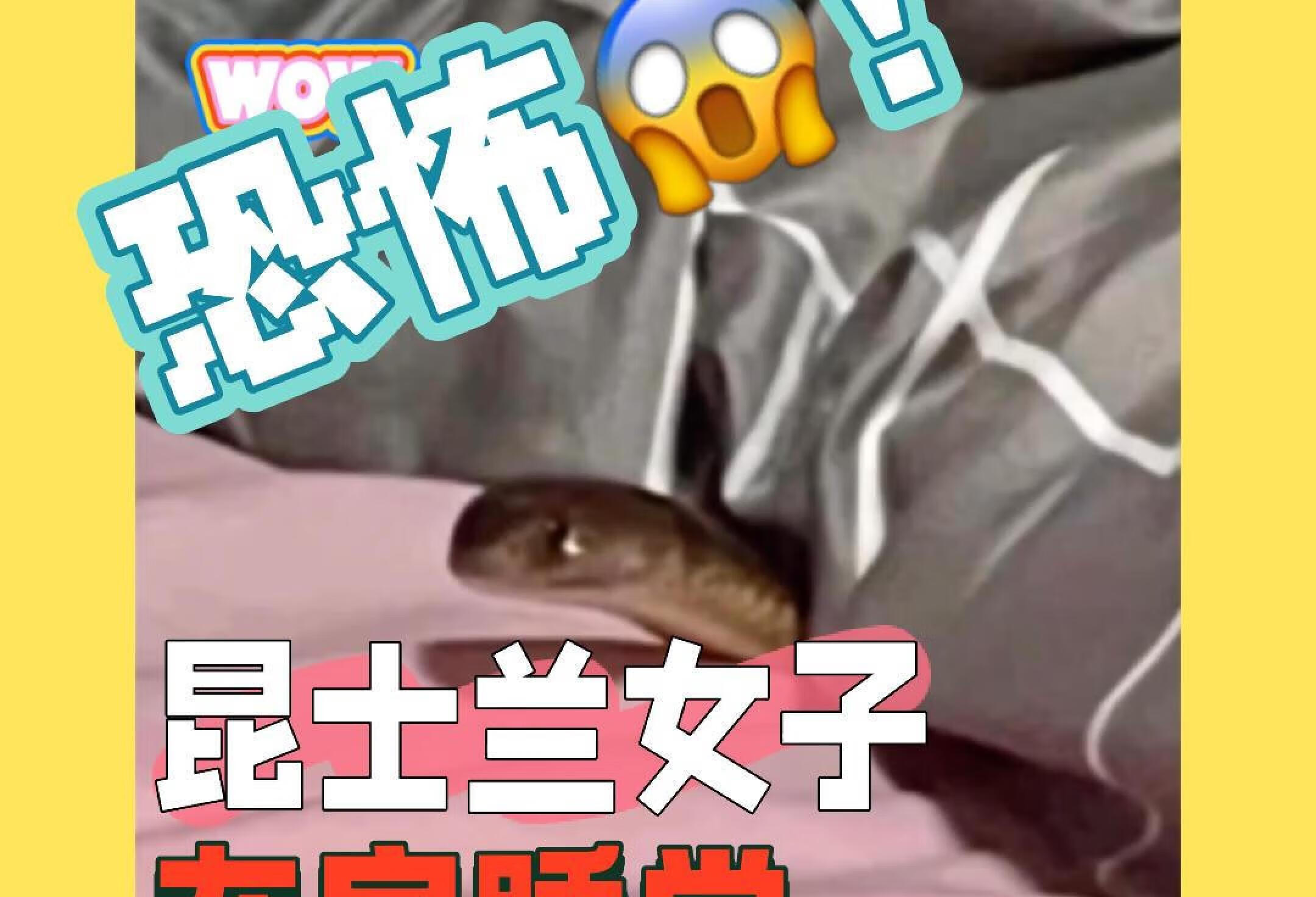 🐍 澳洲日常｜毒蛇爬床上来了！！🙀