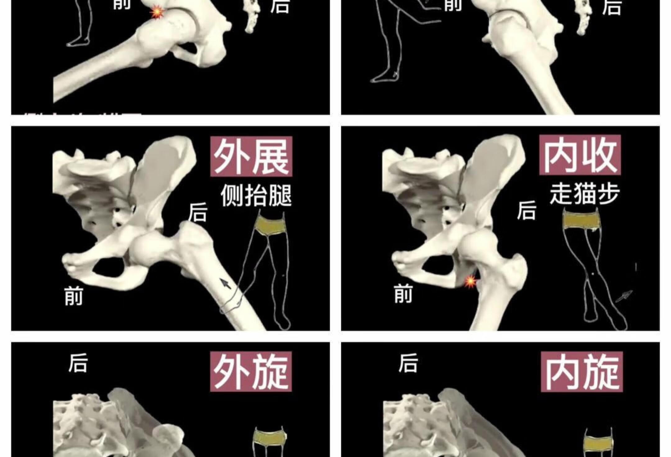 知识| 髋关节6向运动演示-增强版