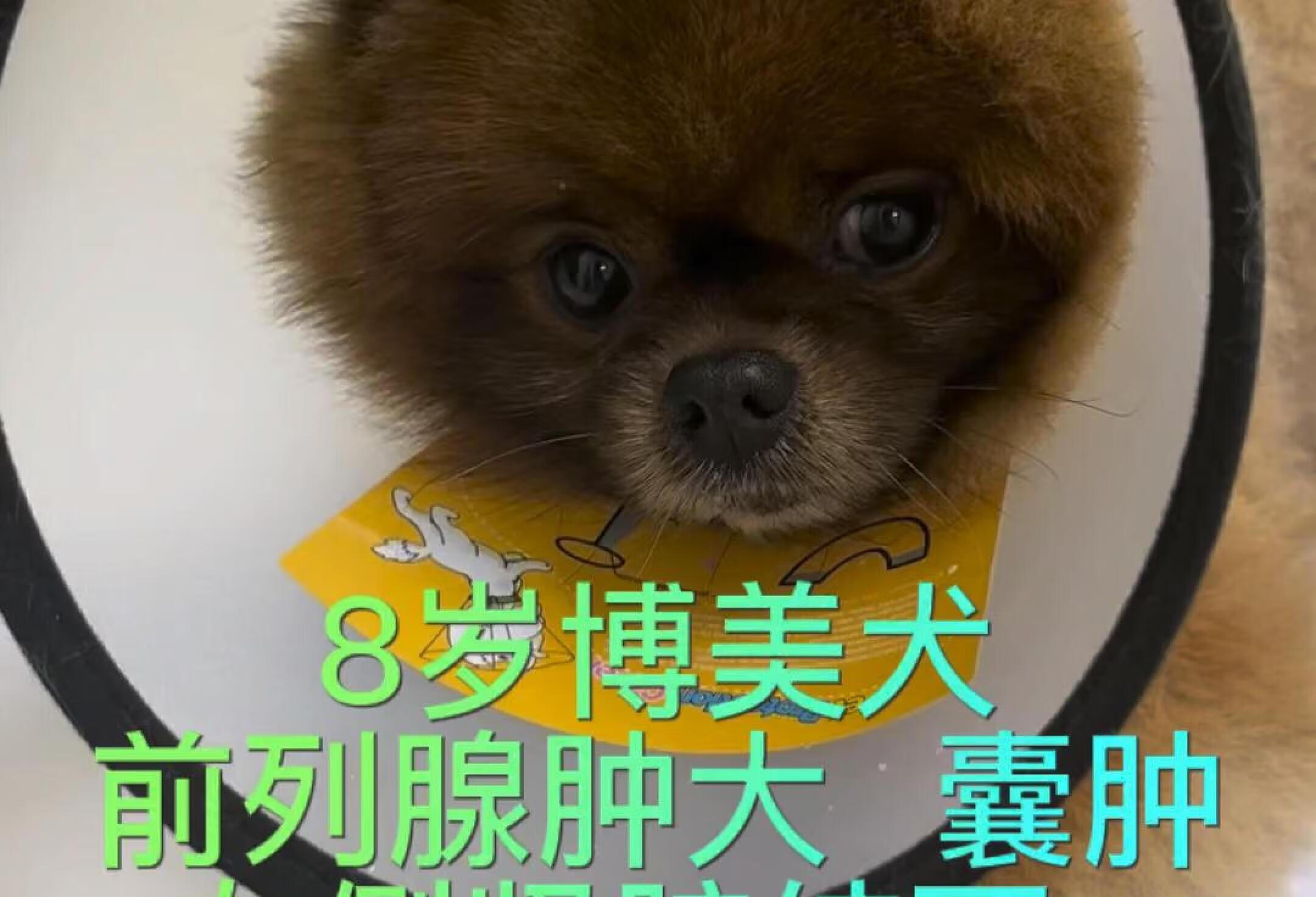 犬老年病