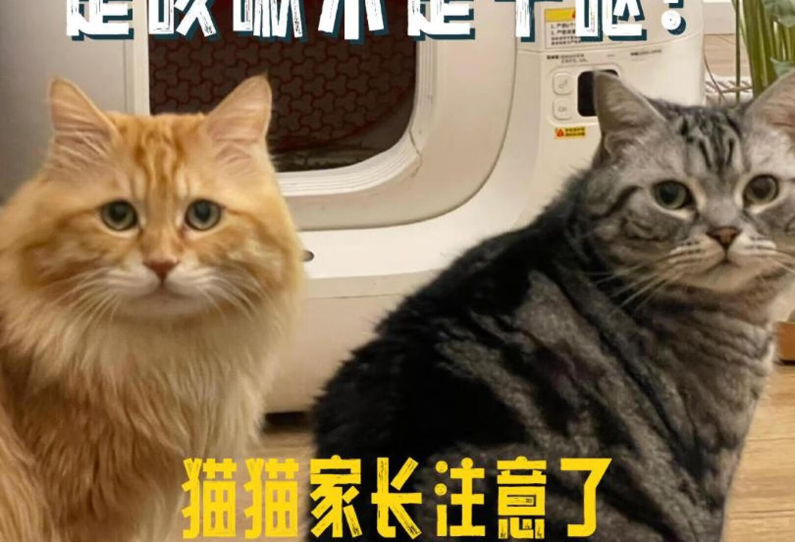 ‼️注意噢，猫咪咳嗽容易被当成干呕