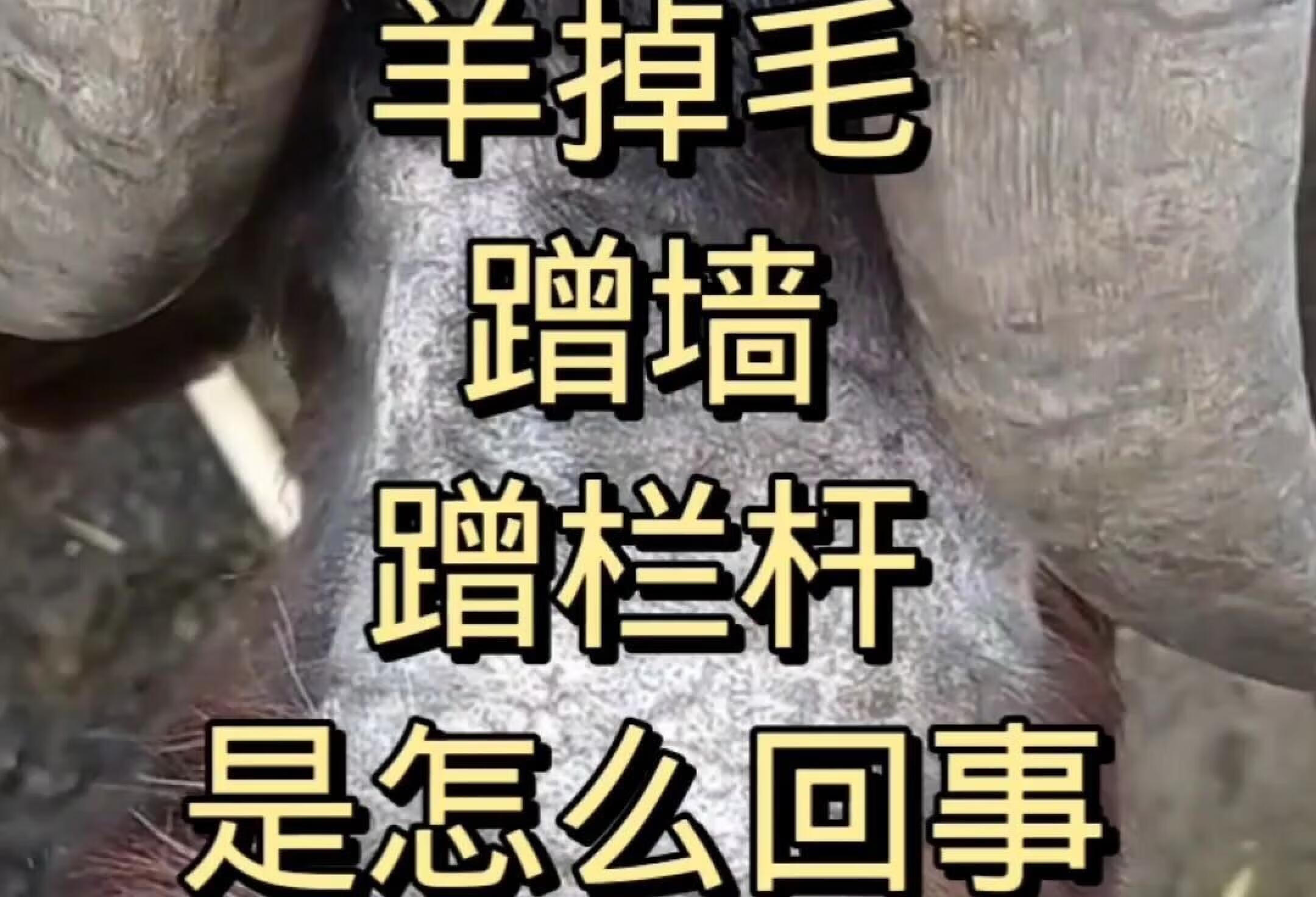 螨皮炎