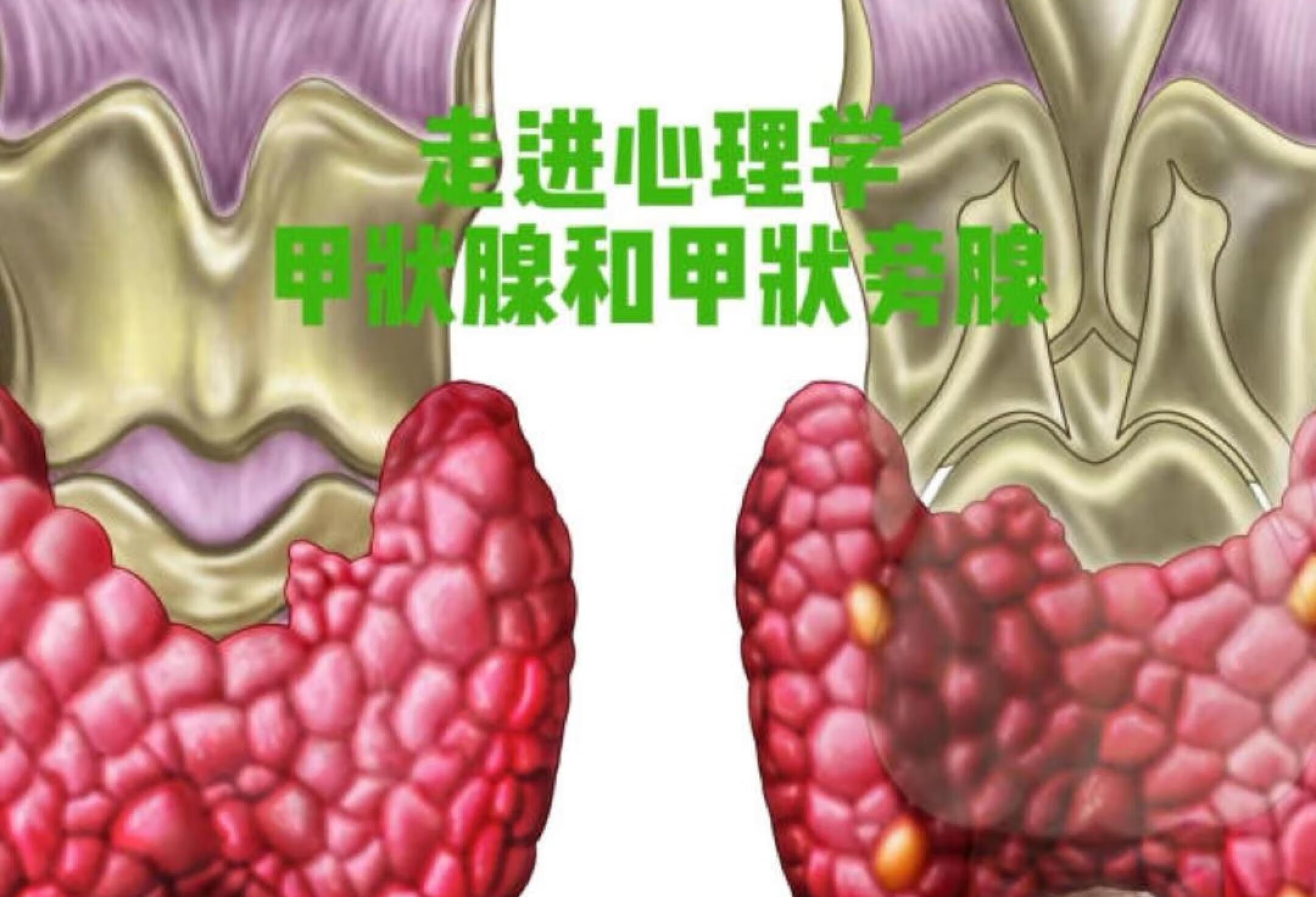 走进心理学，甲状腺和甲状旁腺。