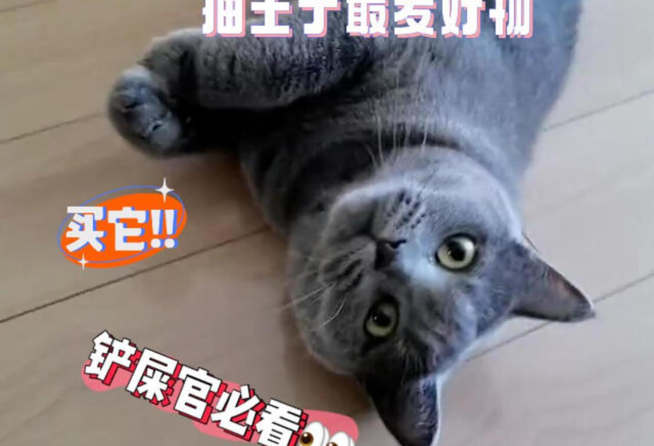 猫主子最爱好物！点击查看养猫必备好物！