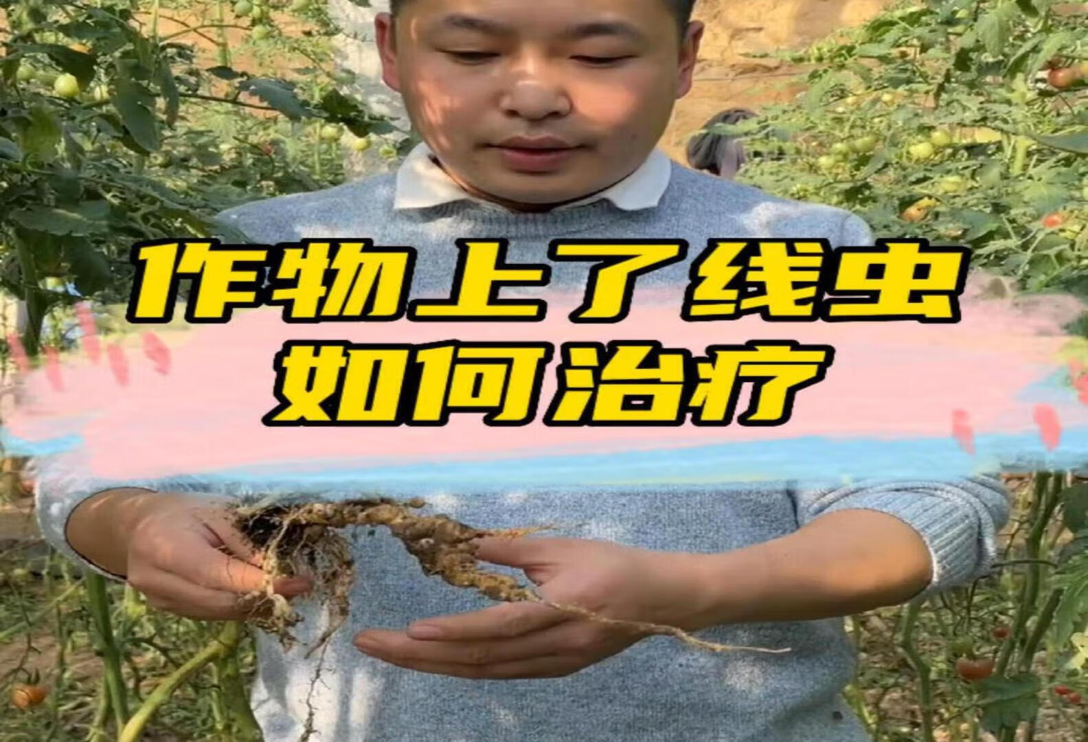 作物上了线虫如何防治 农业种植技术 病虫