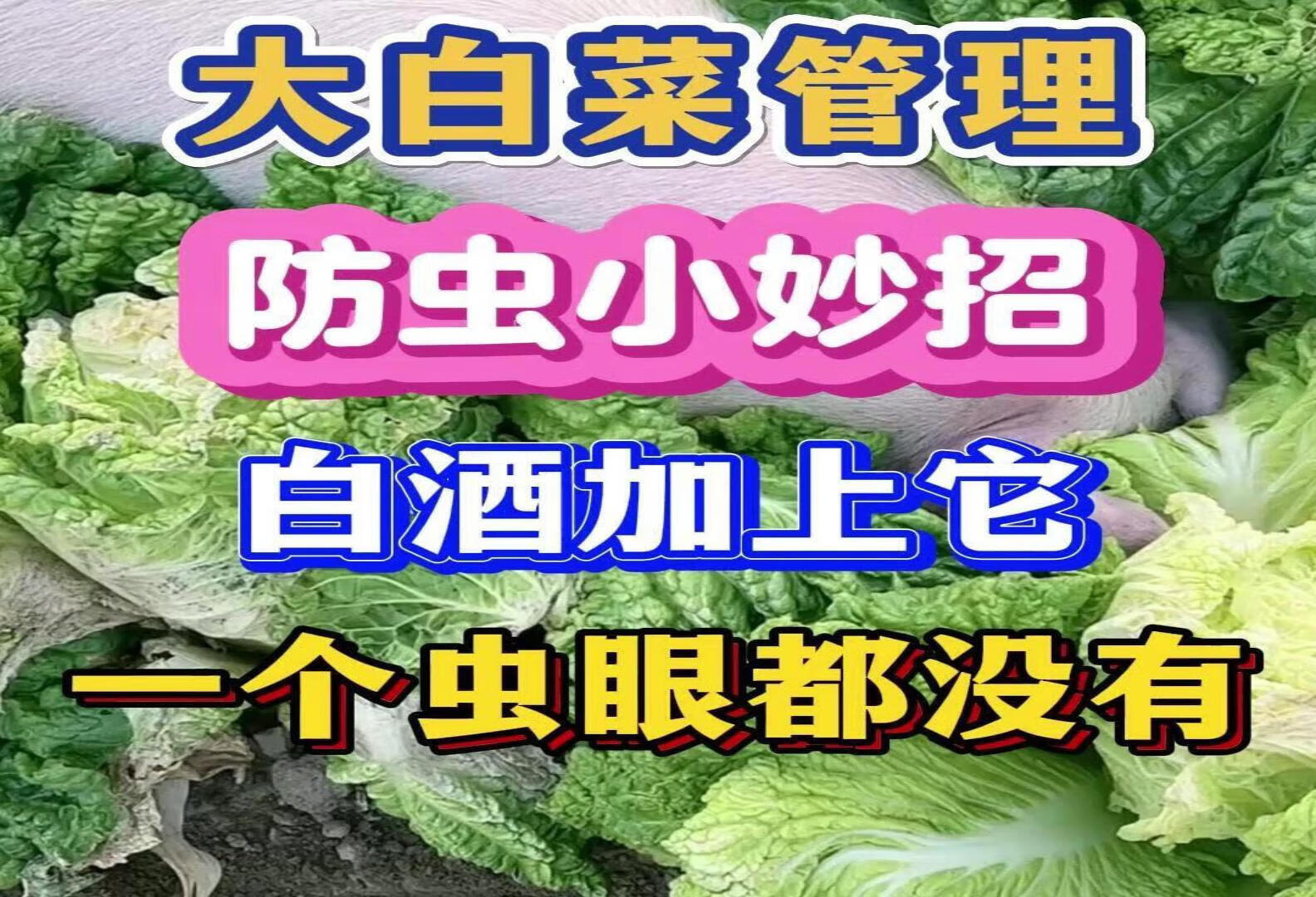 大白菜防虫小妙招大白菜一个虫眼都没有